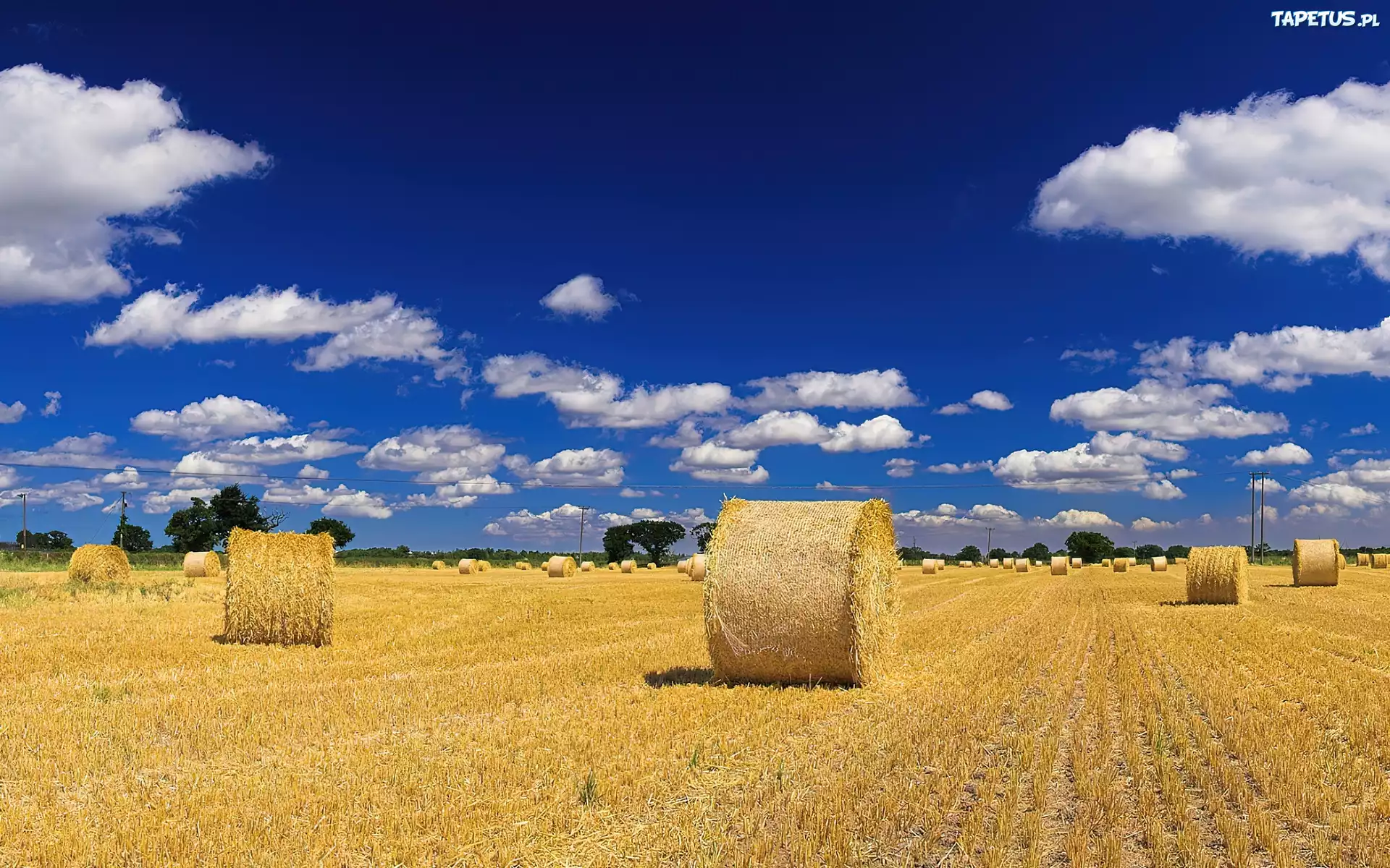 Сена 2016. Поля подсолнухов Италии стога сена. Поле пшеницы деревня стог сена. Поле зерна. Убранное поле.