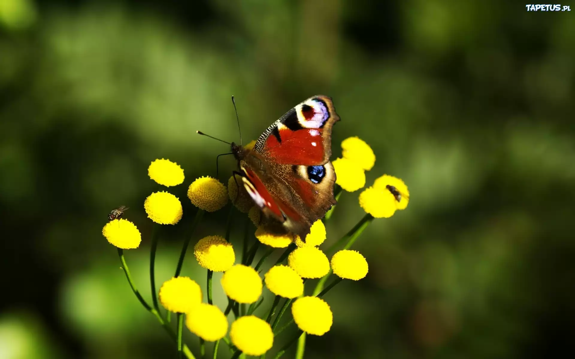 Motyl, Żółte, Kwiaty