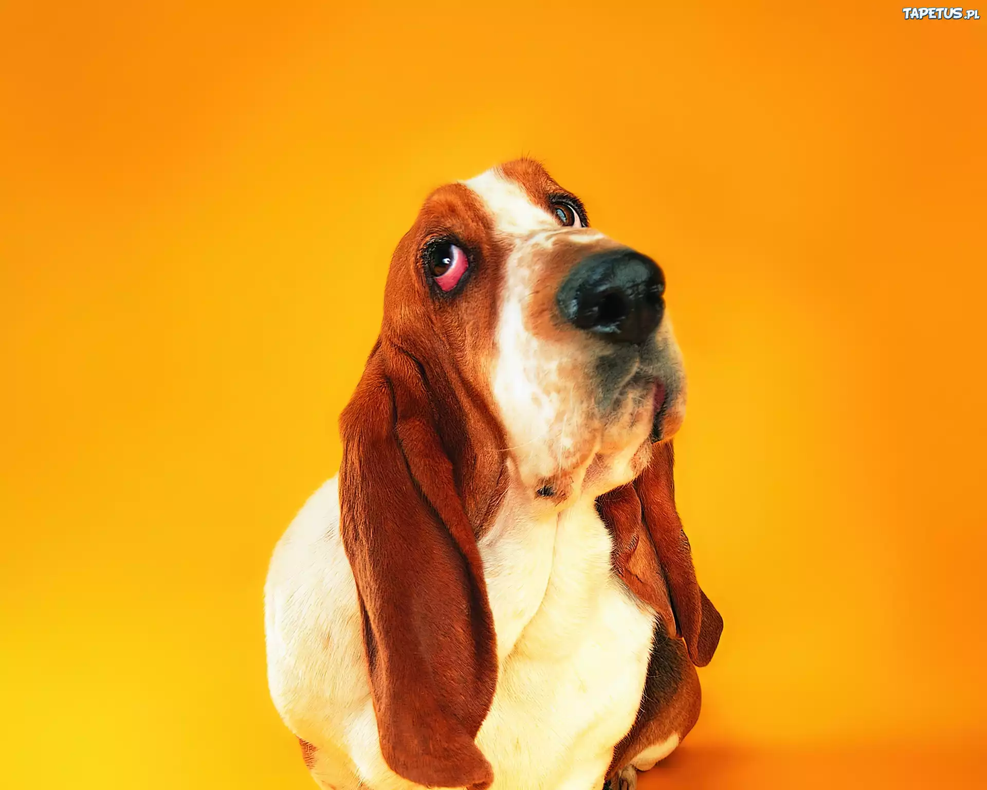 Basset, Długie, Uszy