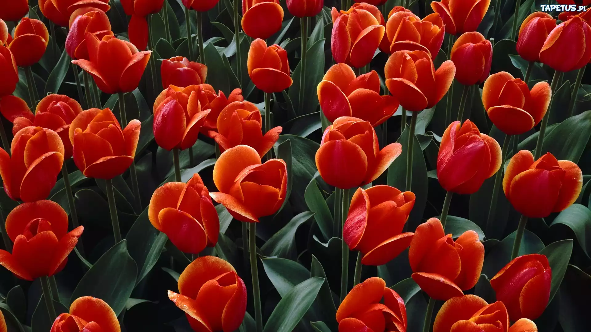 Tulipany, Czerwone