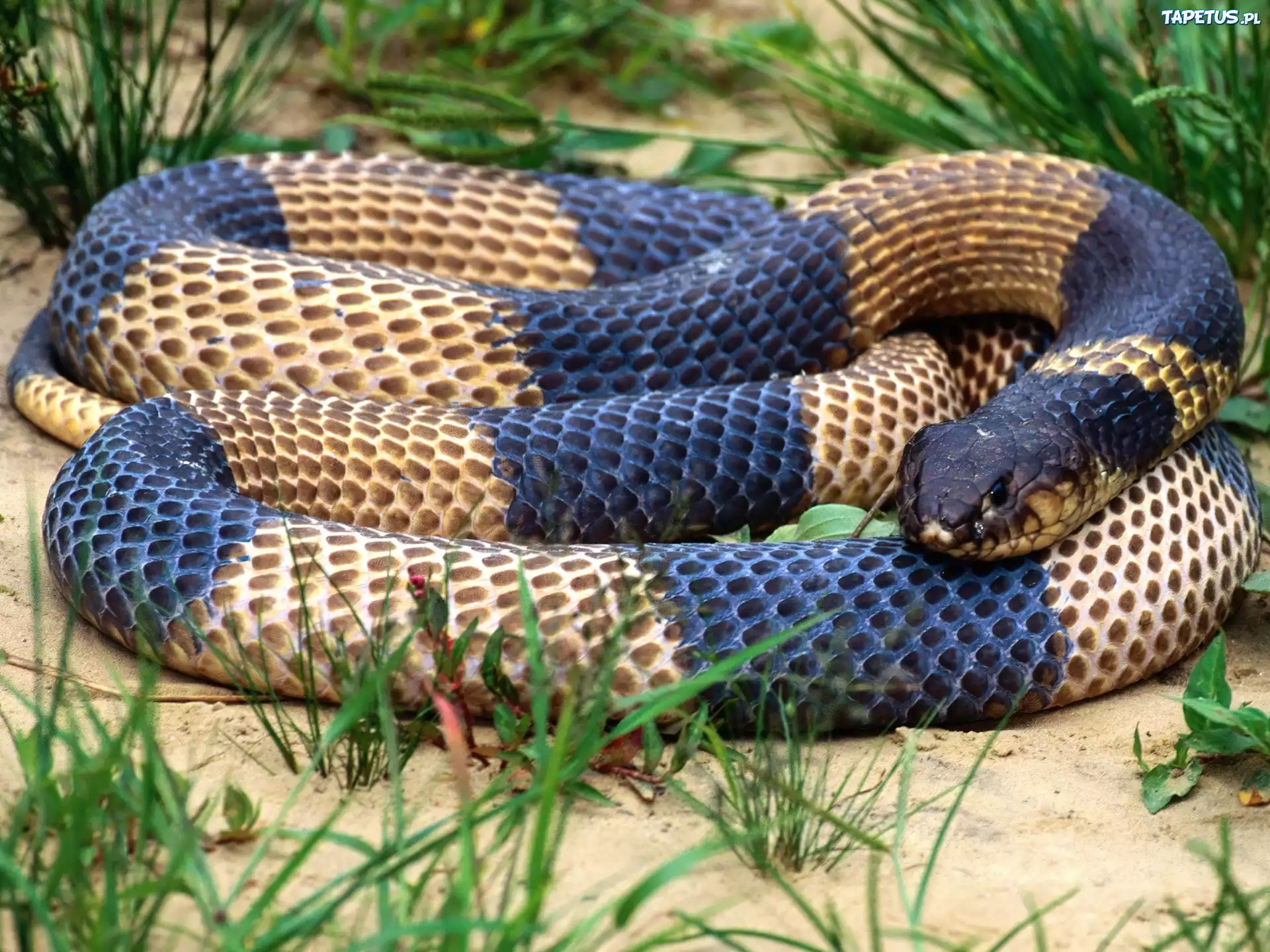 Самые ядовитые змеи фото. Красноголовый Крайт змея. Королевская Кобра Крайт. Голубой Крайт змея. Ленточный Крайт змея.