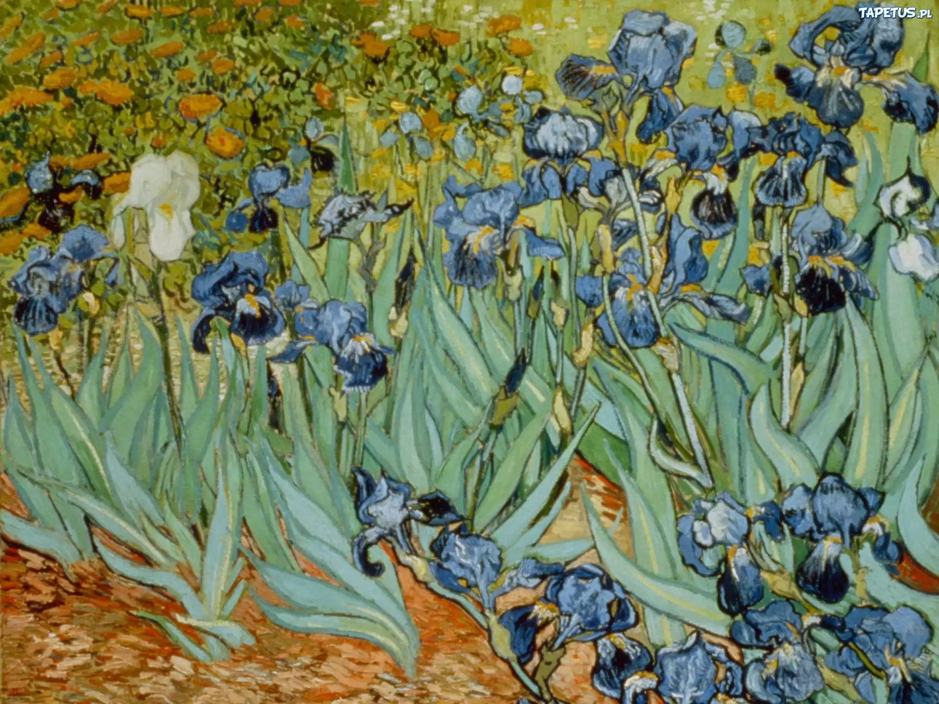 Irysy, Vincent van Gogh, Obraz