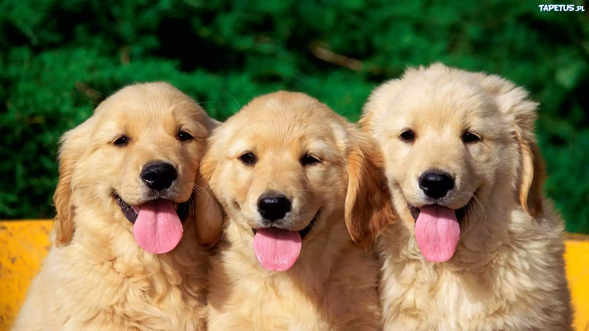 Trzy, Młode, Golden, Retrievery, Języki