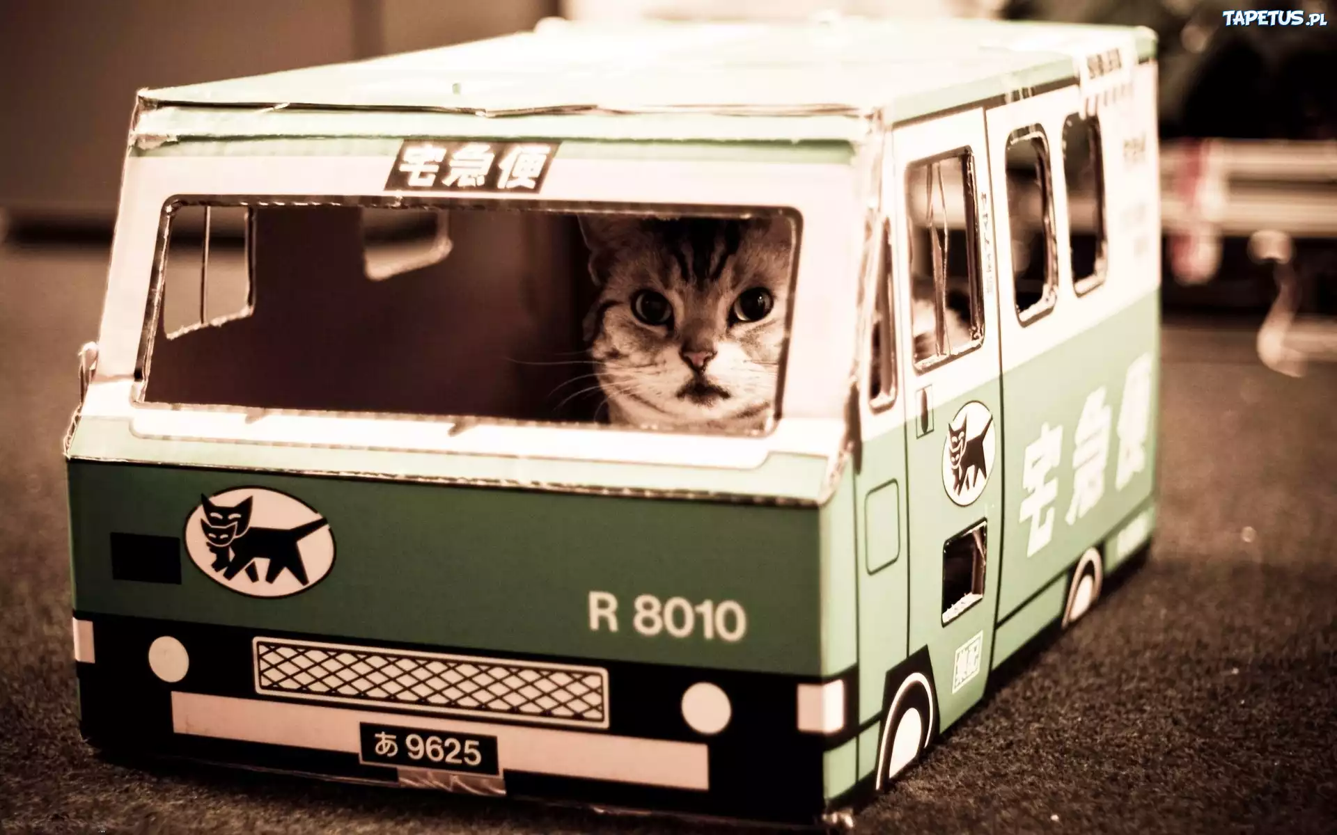 Kot, Autobus