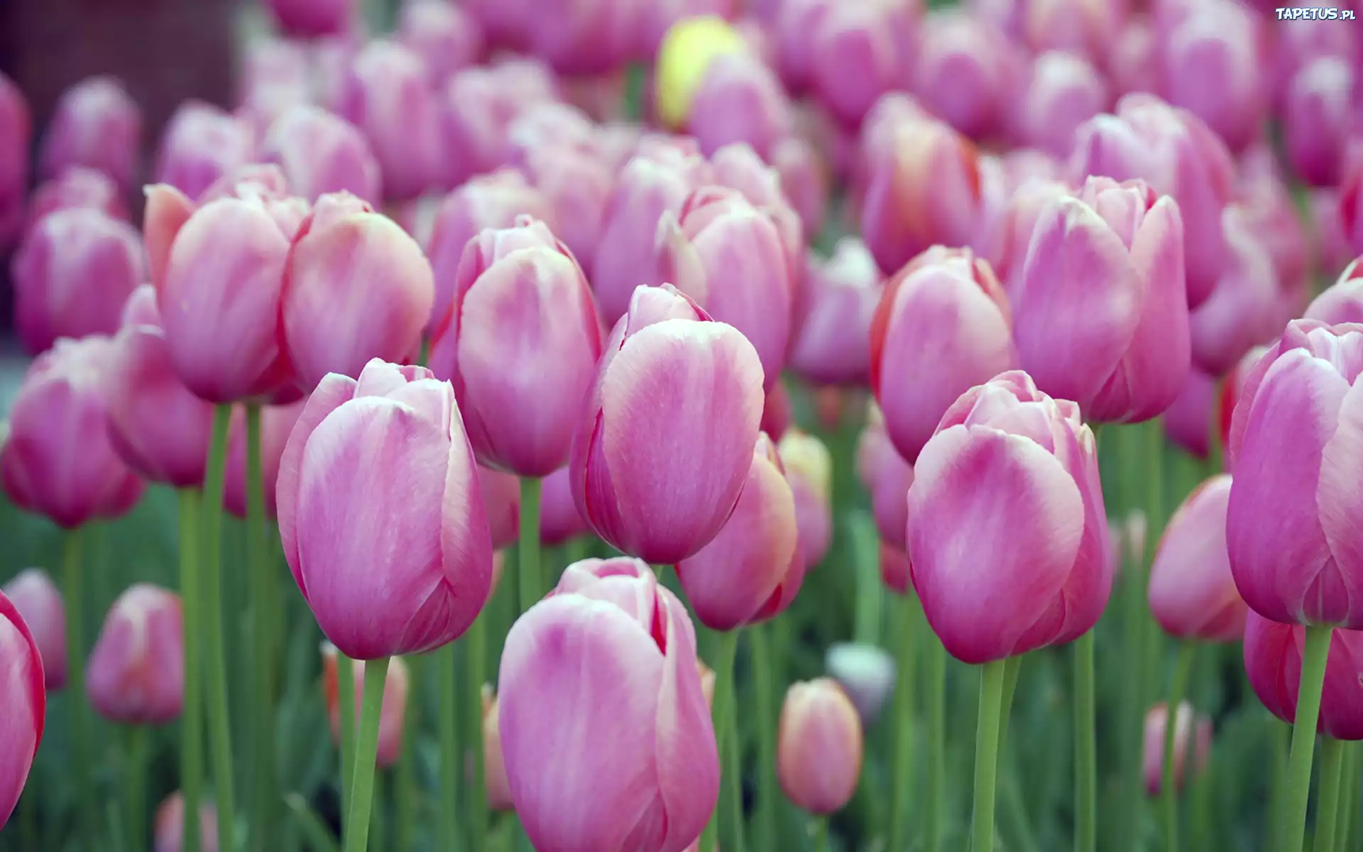 Fioletowe, Tulipany
