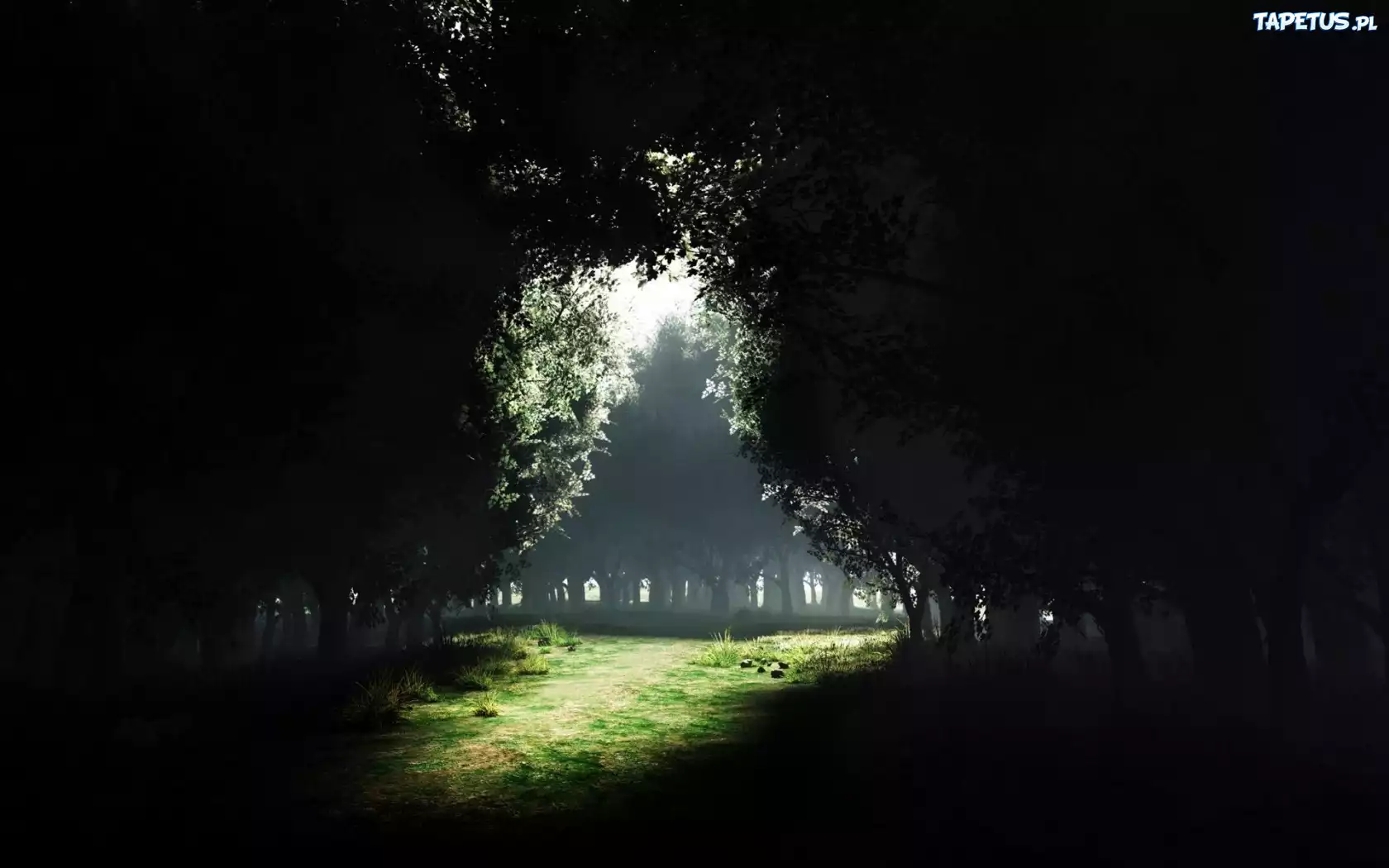 Park, Drzewa