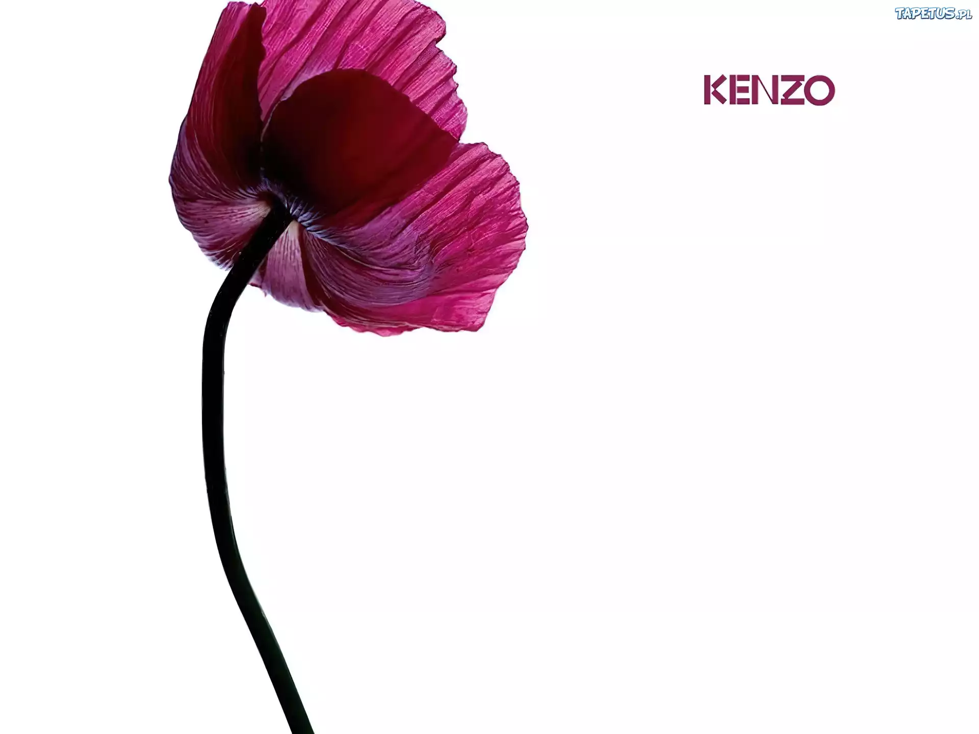 Kenzo, mak