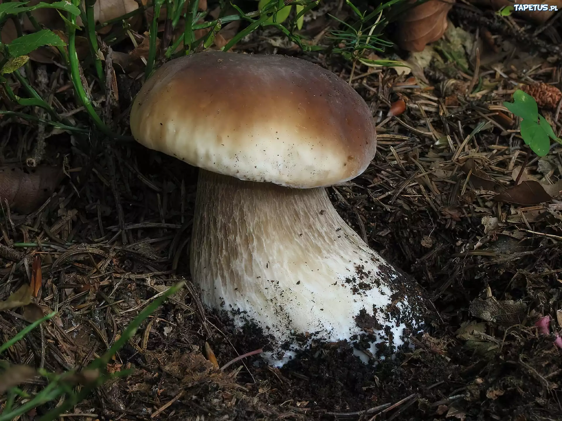 Grzyb, Prawdziwek, Runo, Leśne