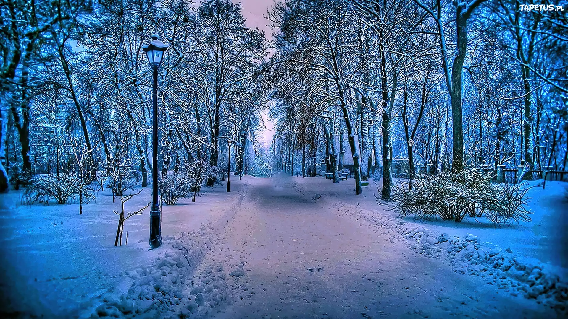 Drzewa, Zima, Śnieg
