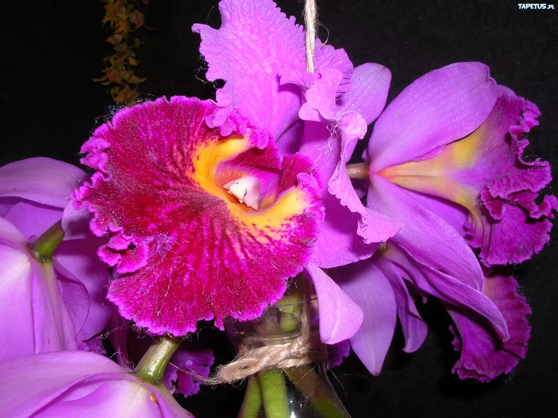 Orchidea, Fiolet