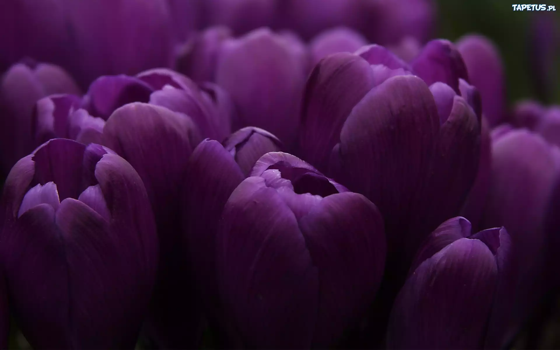 Fioletowe, Tulipany