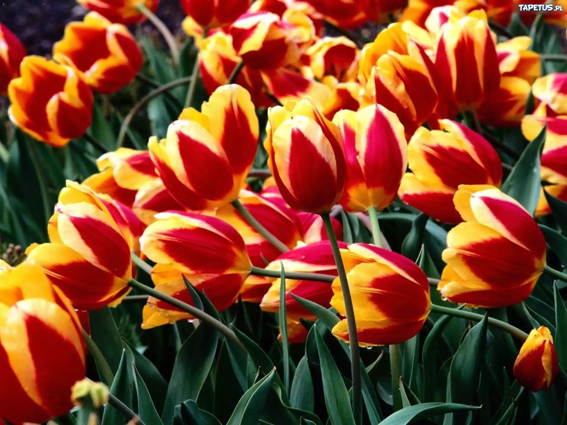 Tulipany, Żółto, Czerwone