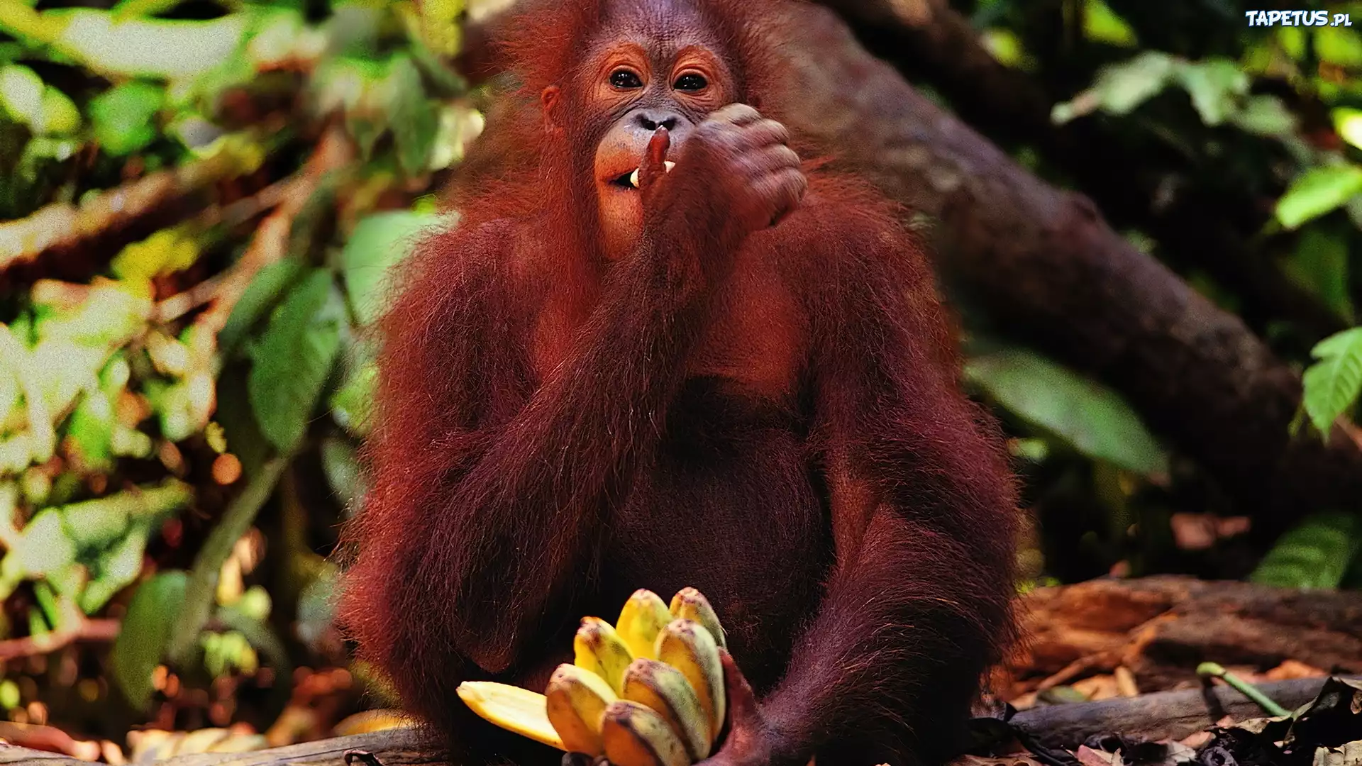 Małpa, Orangutan, Banany