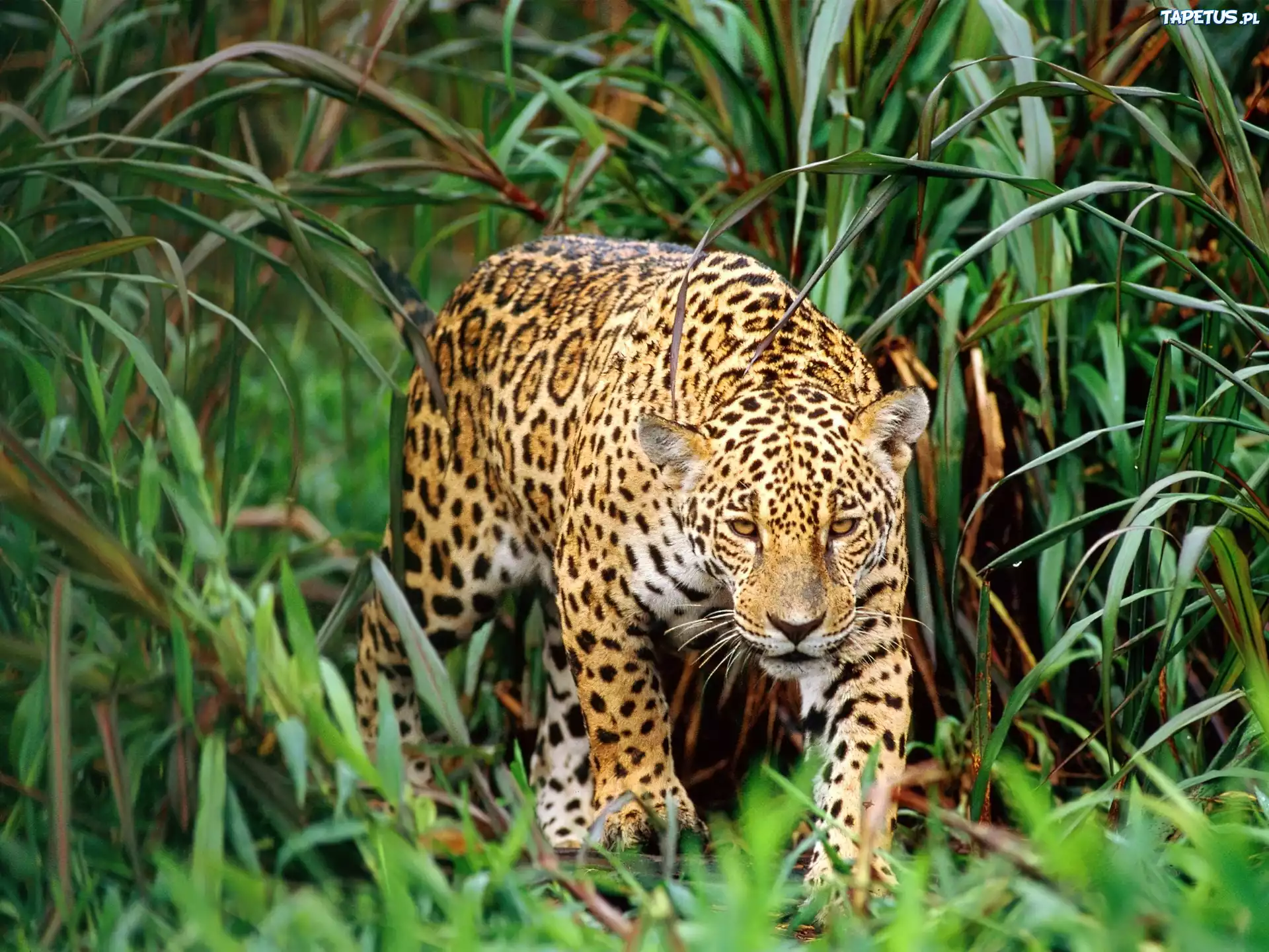 Jaguar