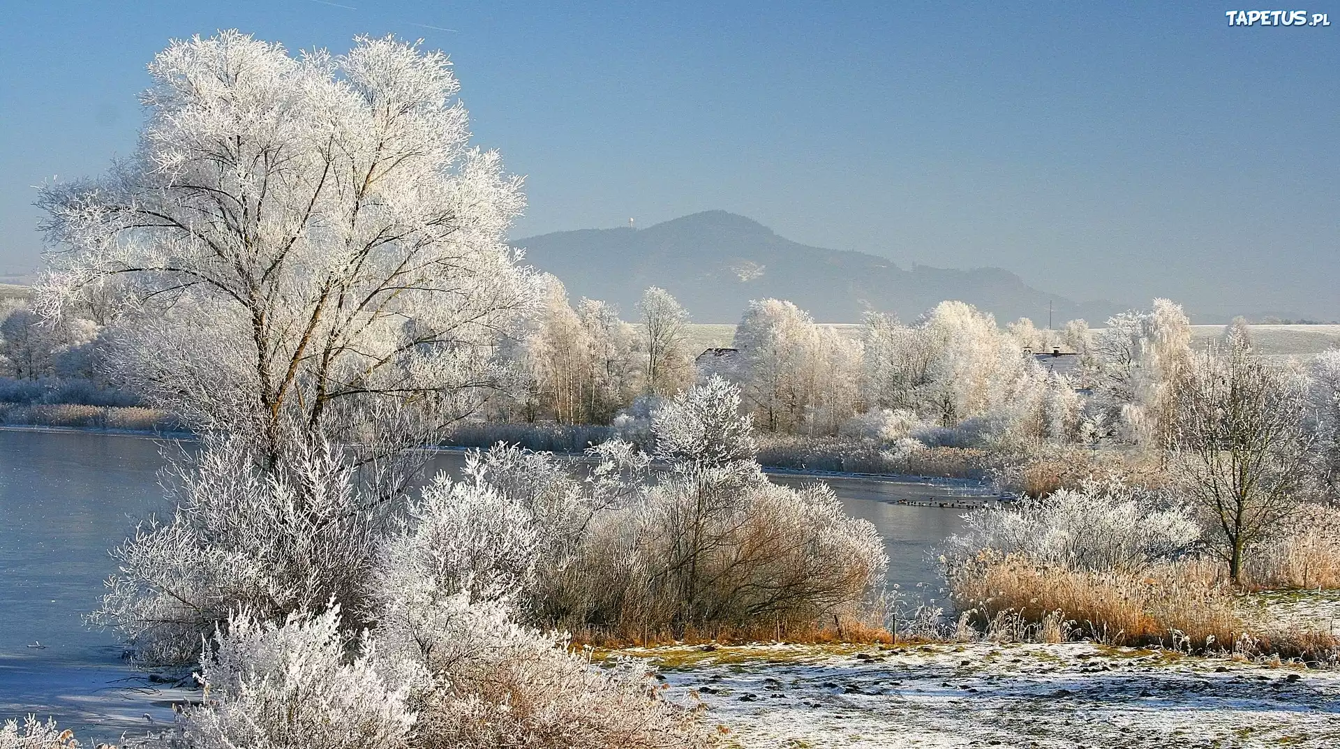 Zima, Śnieg, Drzewa