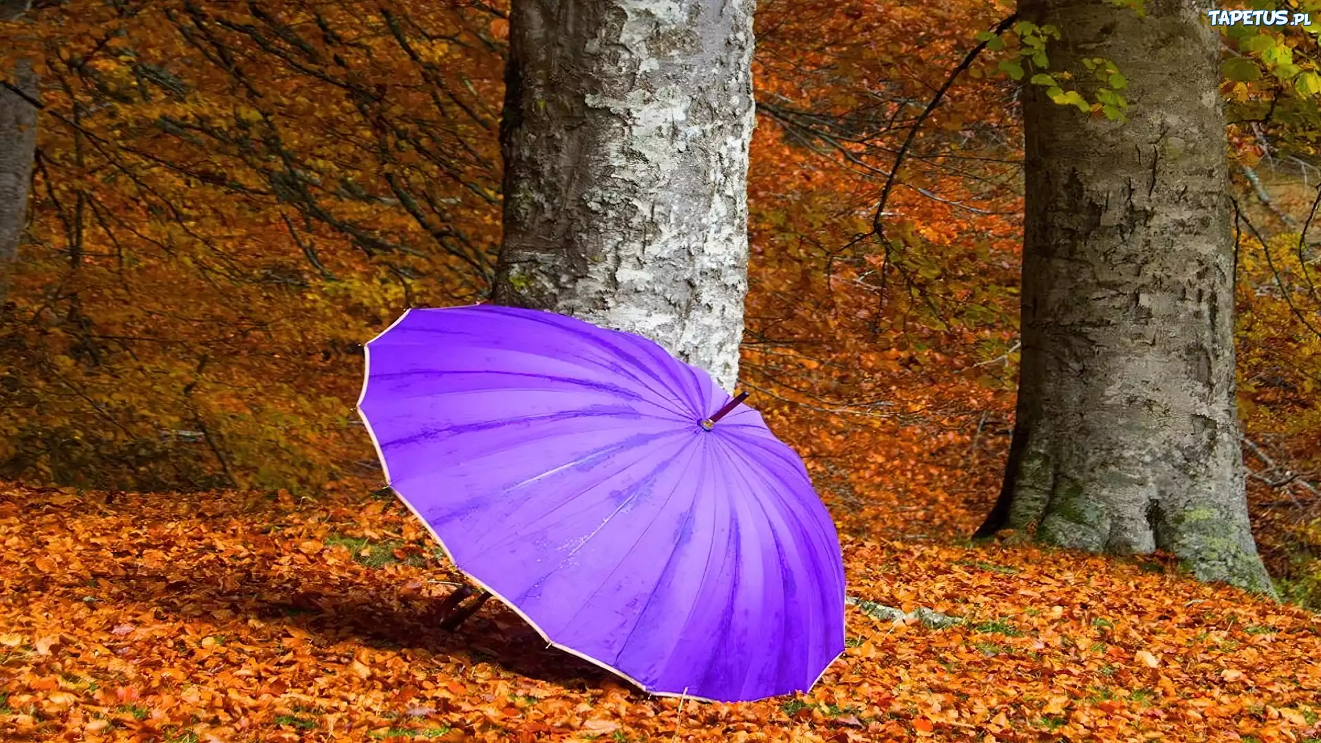 Drzewa, Liście, Fioletowy, Parasol