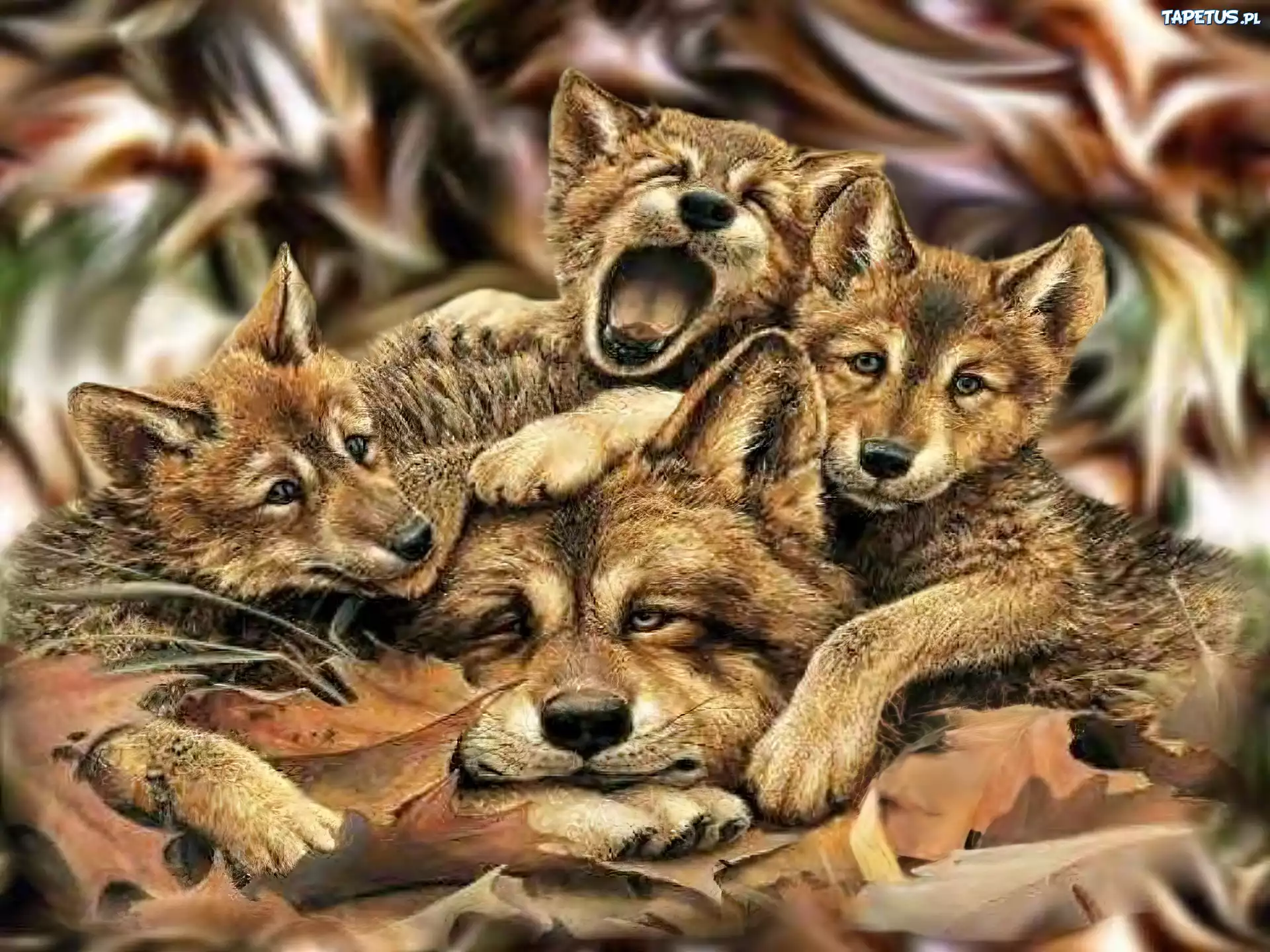 Mama, Wilk, Trzy, Młode