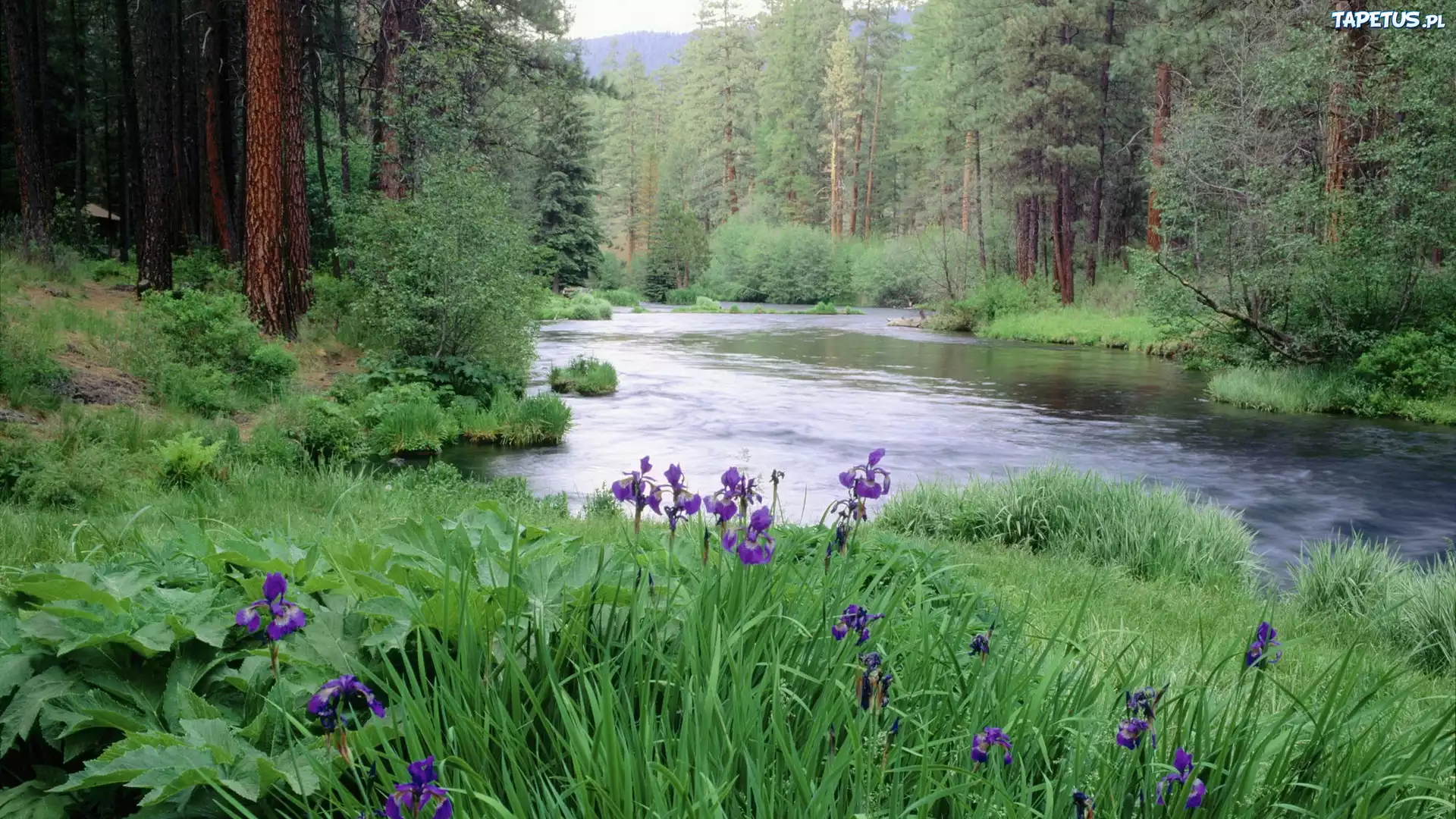 Река текущая вдоль зеленого леса бесплатно