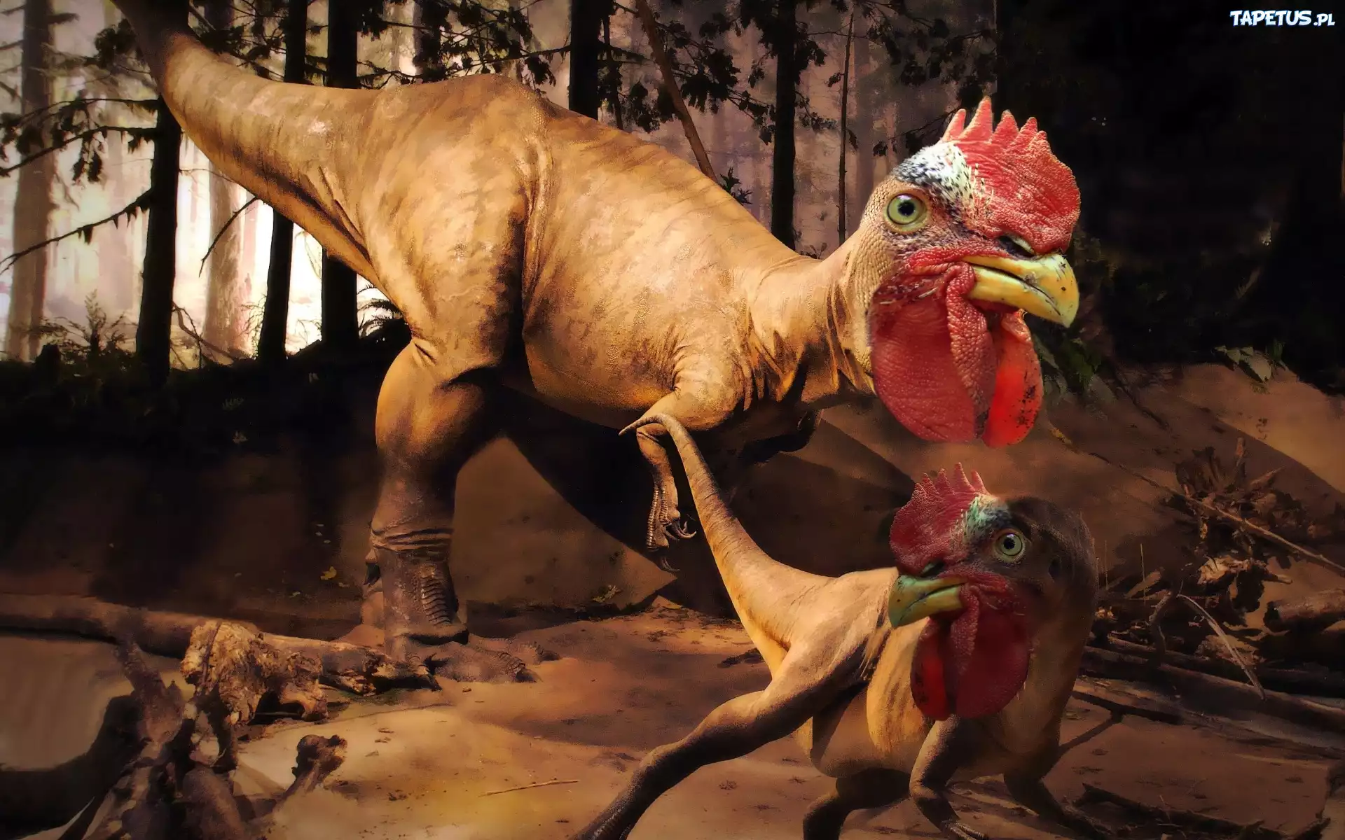 Dinozaur, Głowa, Koguta