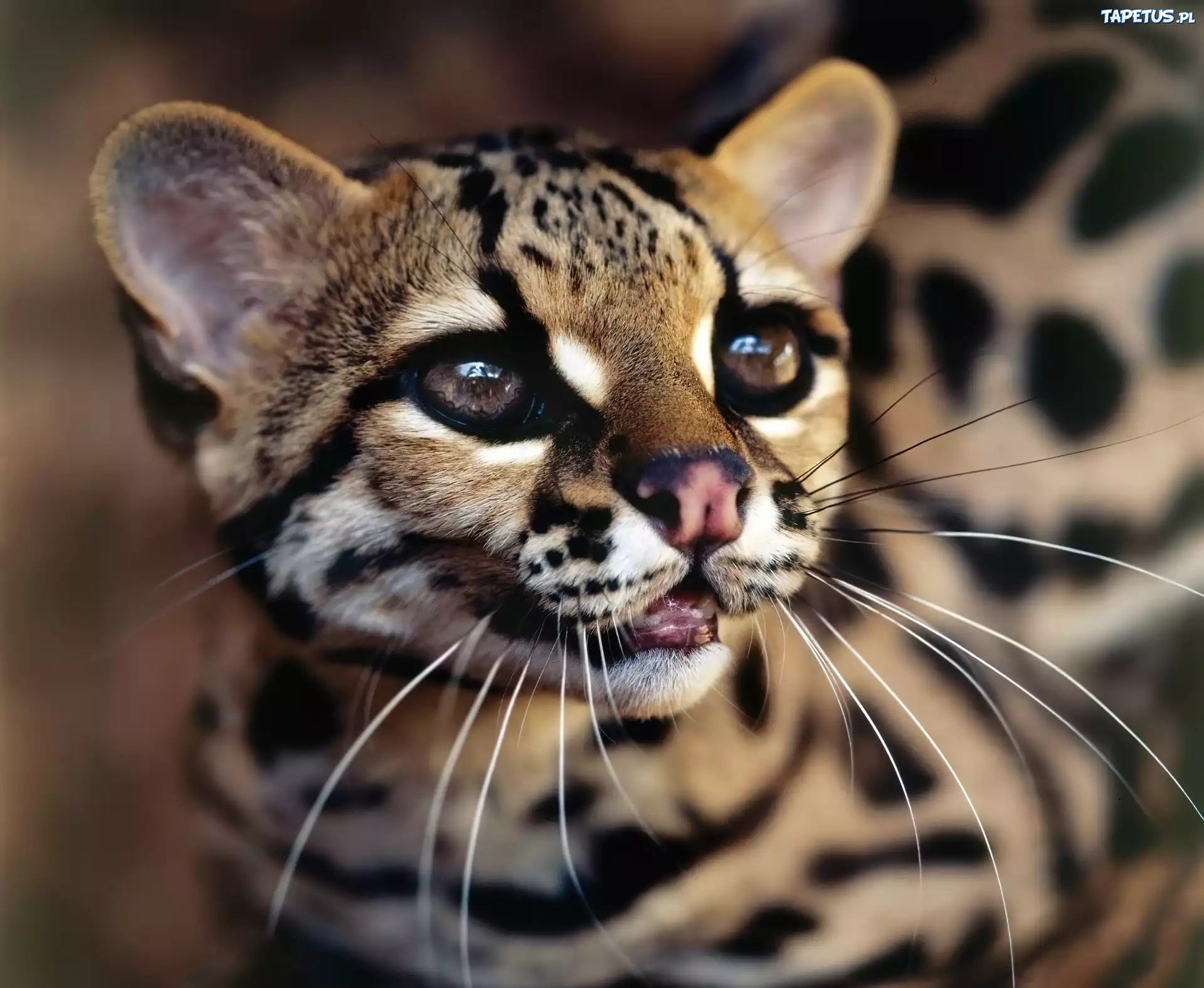 Ocelot, Drapieżnik