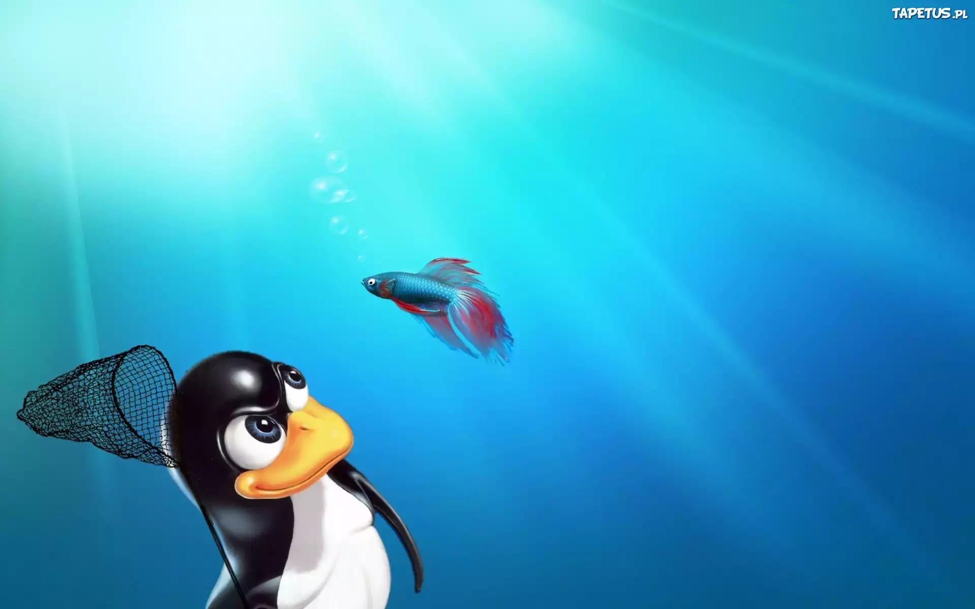 Pingwin, Ryba, Bojownik, Linux