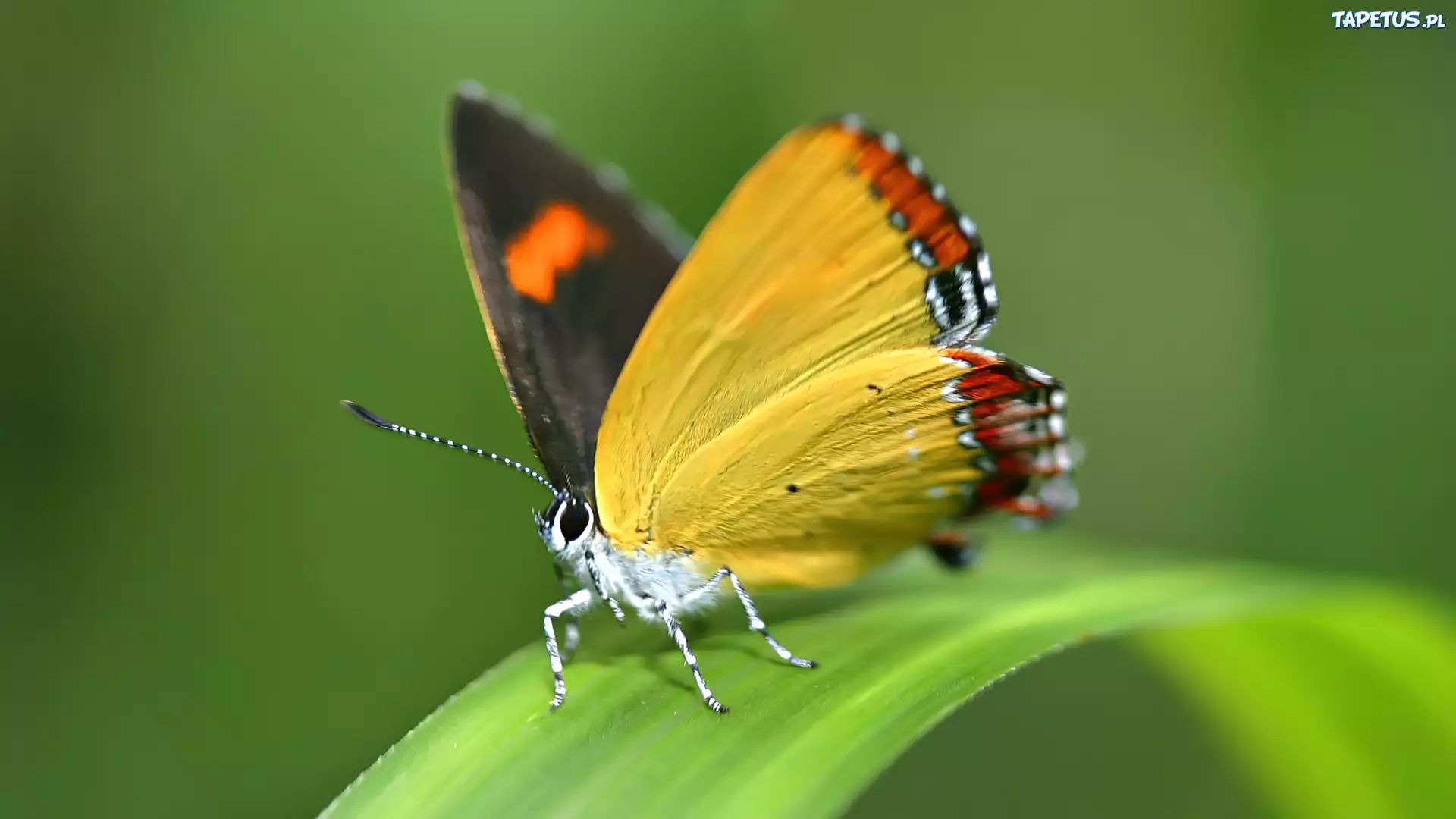 Zielony, Liść, Żółty, Motyl