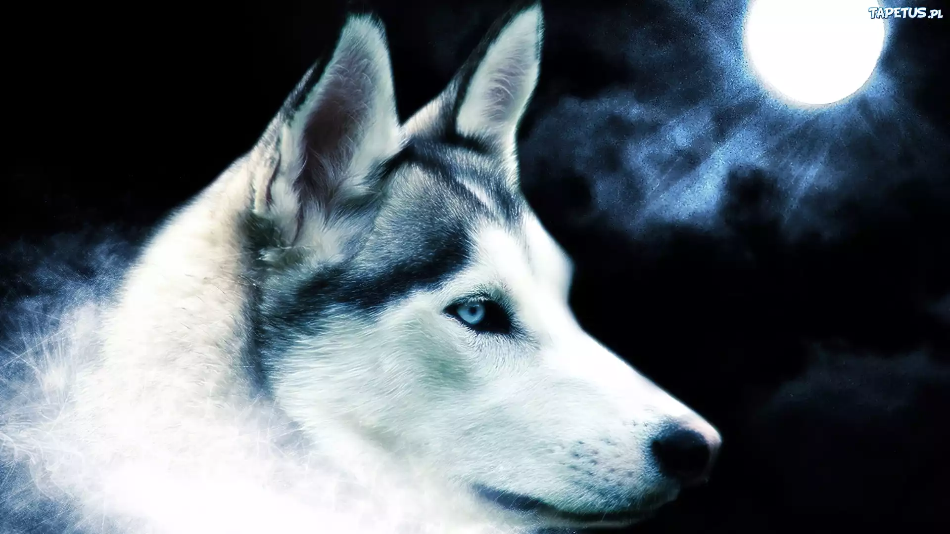 Księżyc, Siberian Husky