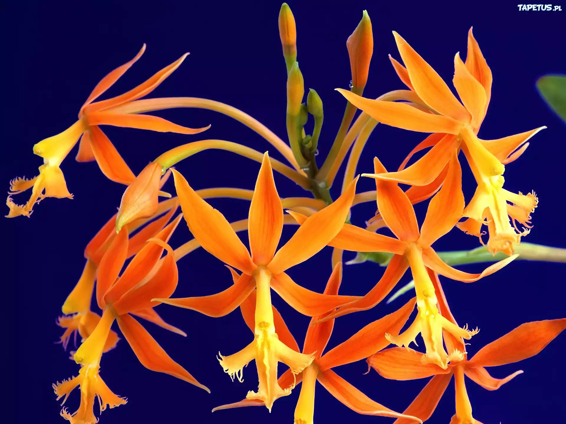 Orchidea, Tropikalna