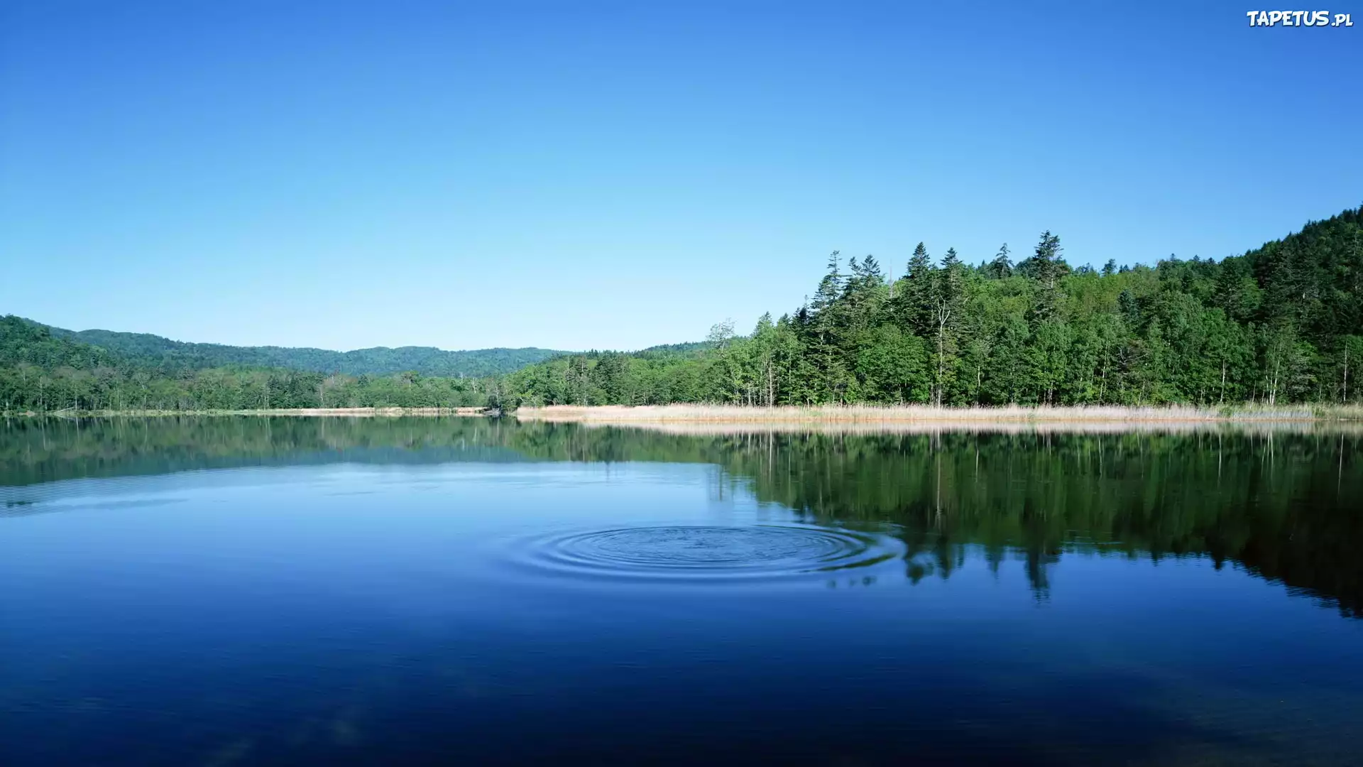 Jezioro, Las
