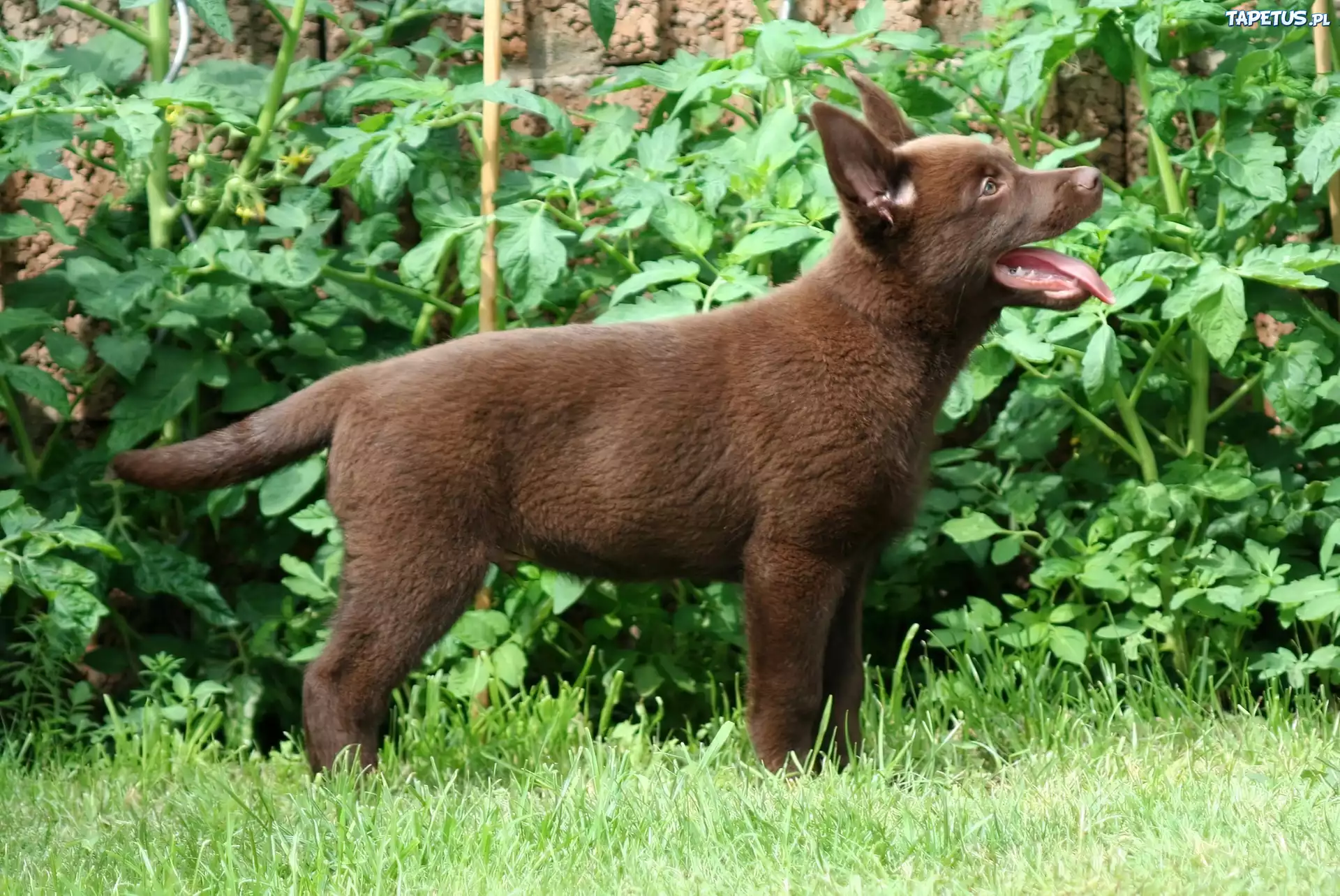 Owczarek australijski - Kelpie, Szczeniak