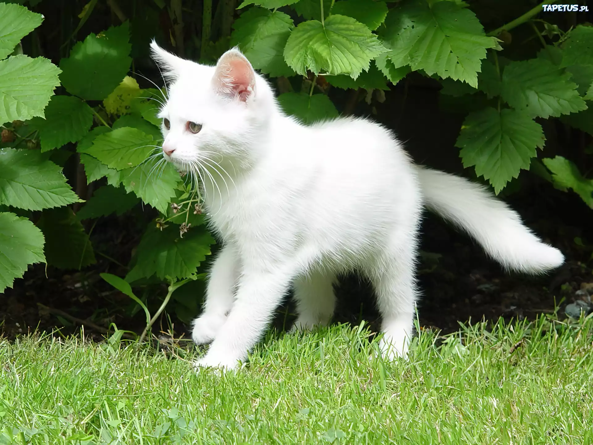 Біла з. Японский бобтейл. Белый котенок. Кошка белая. Русская белая кошка.