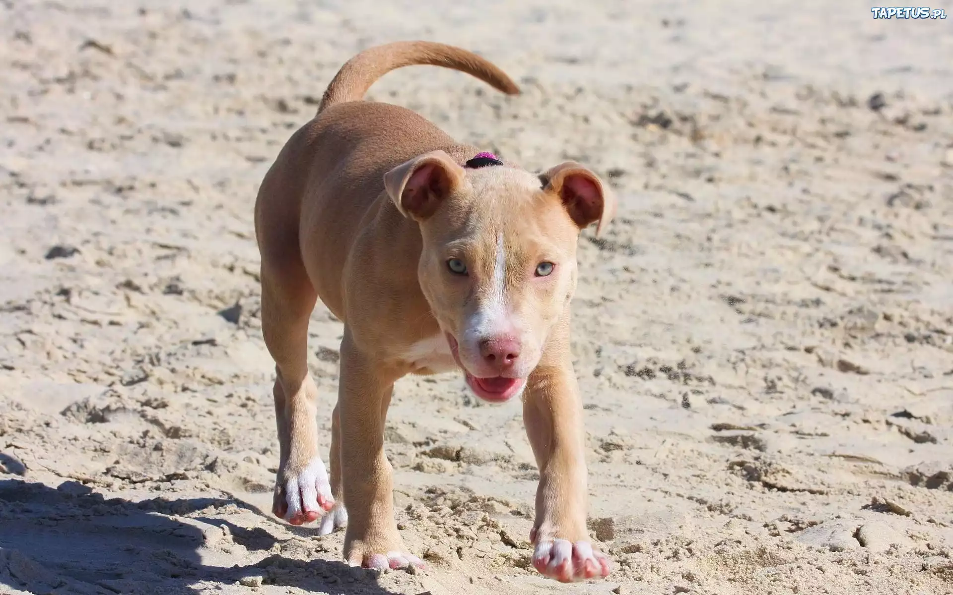 Pies, Pit Bull, Plaża