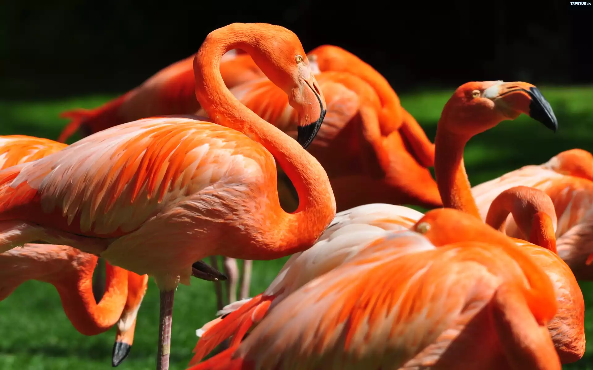 Pomarańczowe, Flamingi