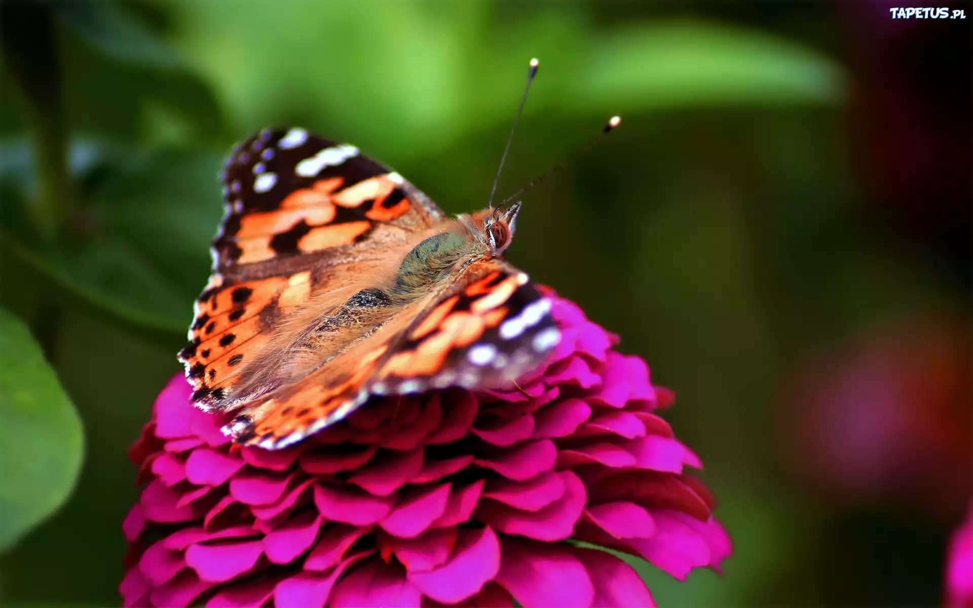 Motyl, Kwiat
