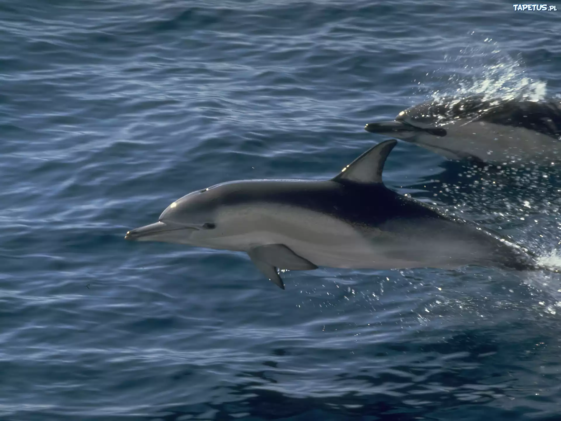 Dwa, Delfiny, Ocean