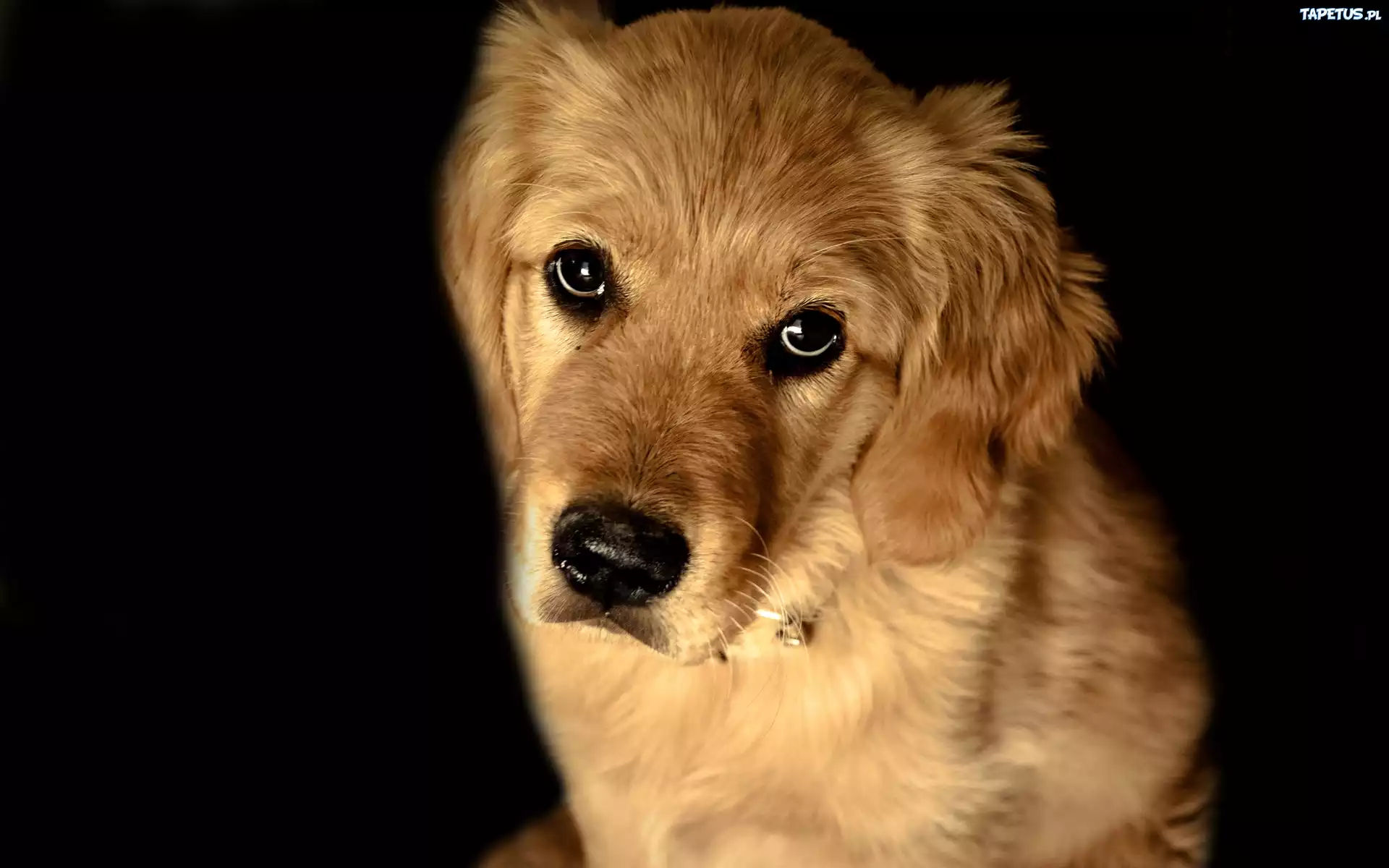 Golden Retriever, Smutne, Spojrzenie