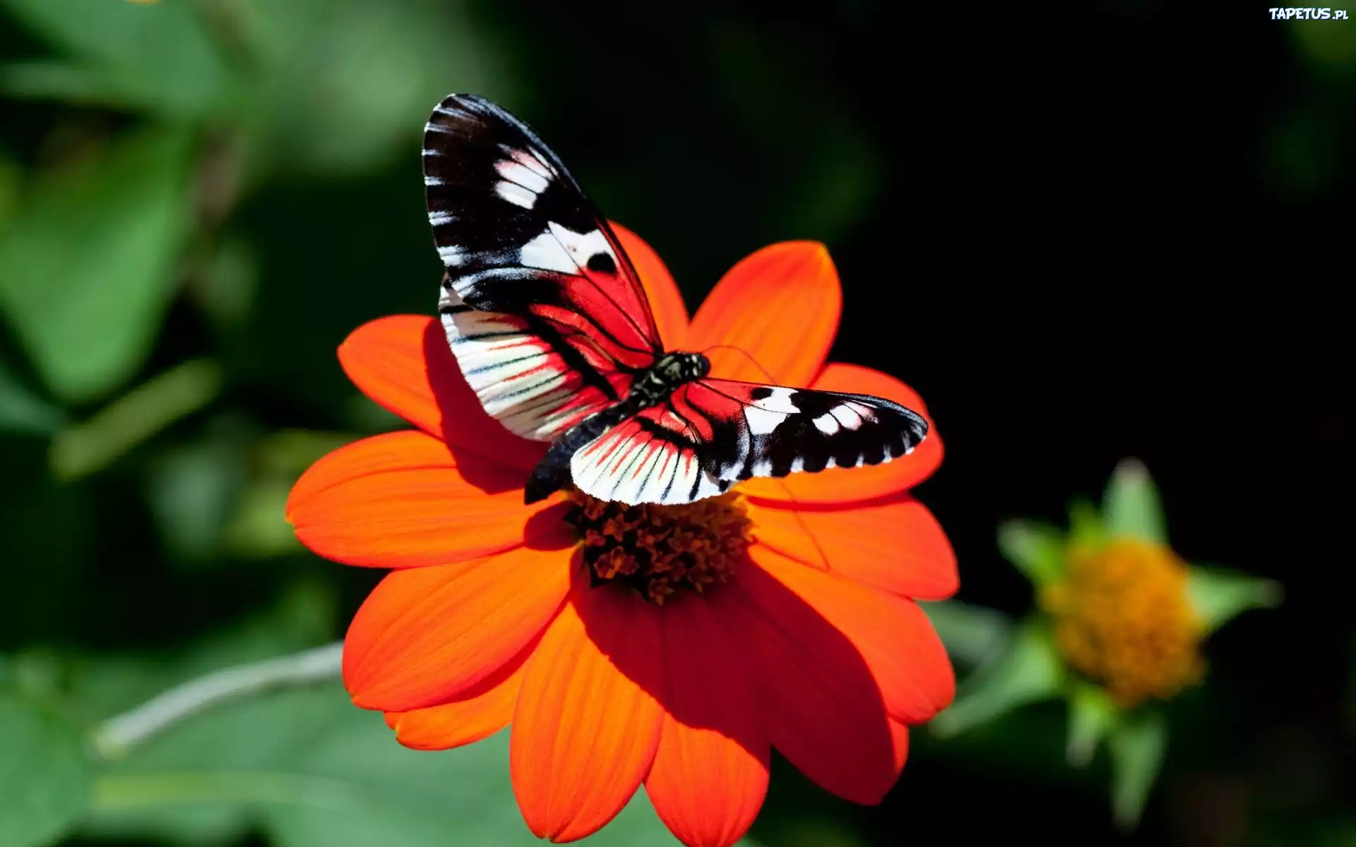 Motyl, Czerwony, Kwiat