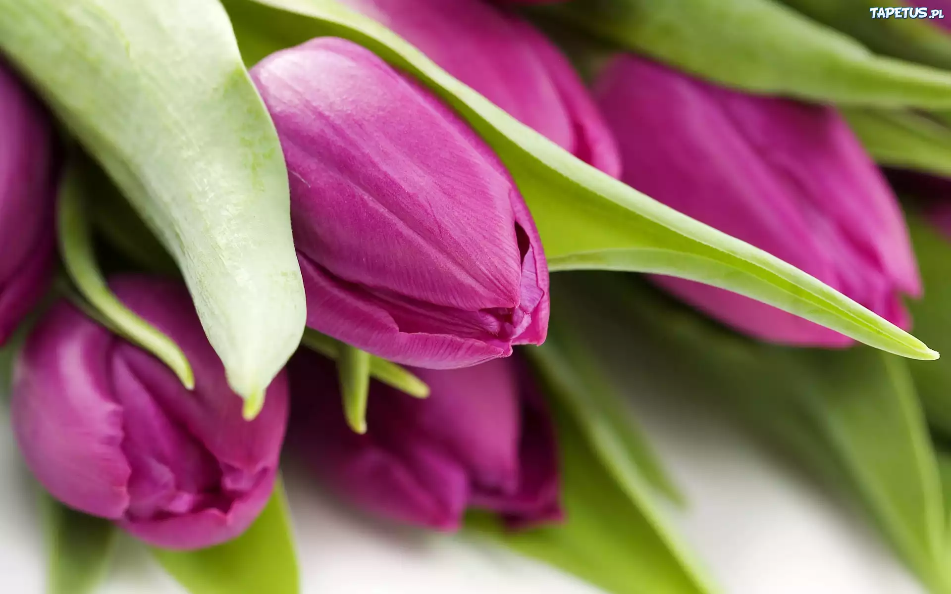 Fioletowe, Tulipany, Zielone, Liście