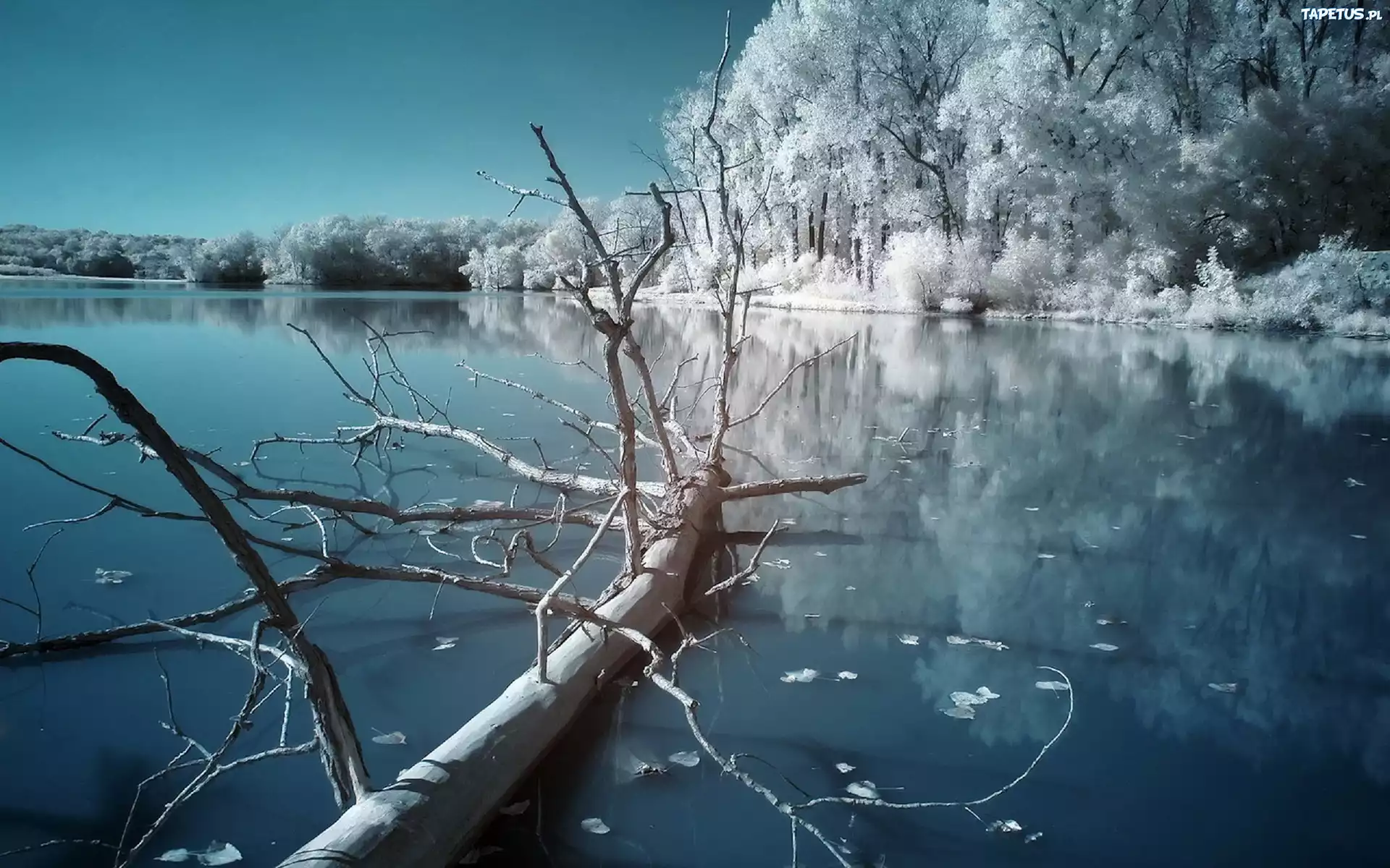 Zima, Jezioro, Powalone, Drzewo