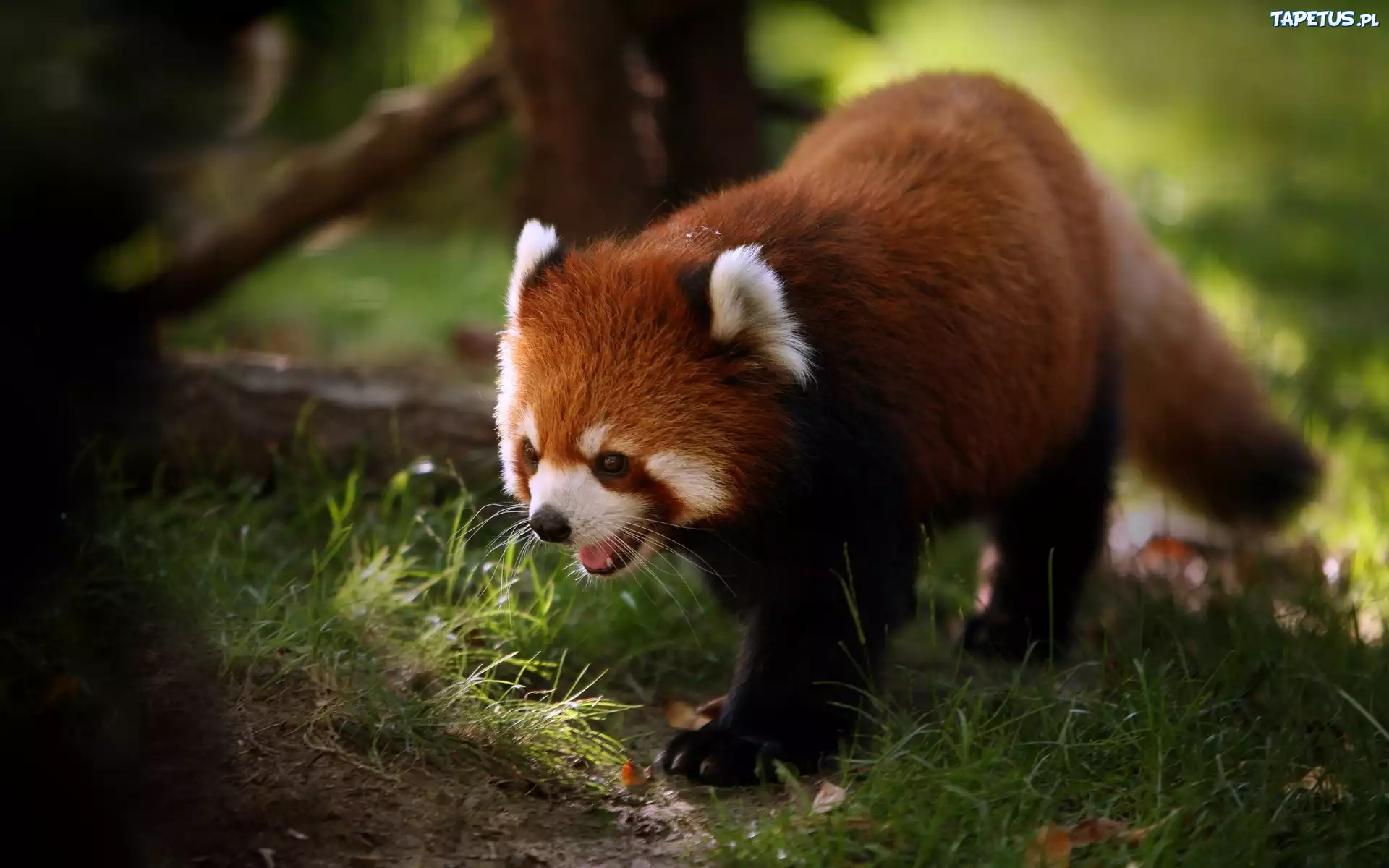Panda, Czerwona