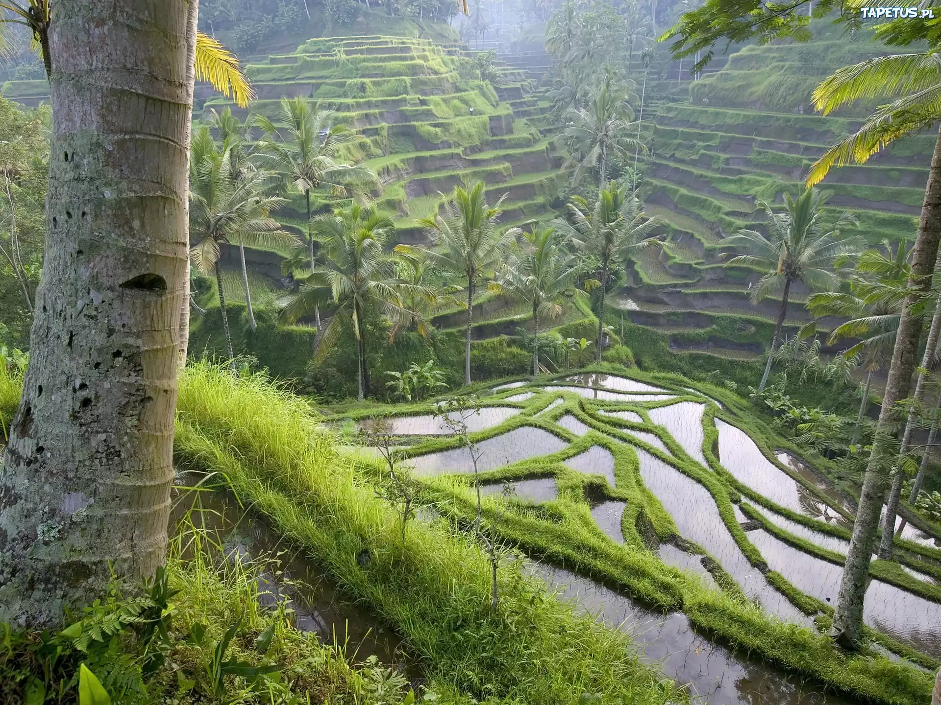 Pole, Ryżowe, Bali, Indonezja
