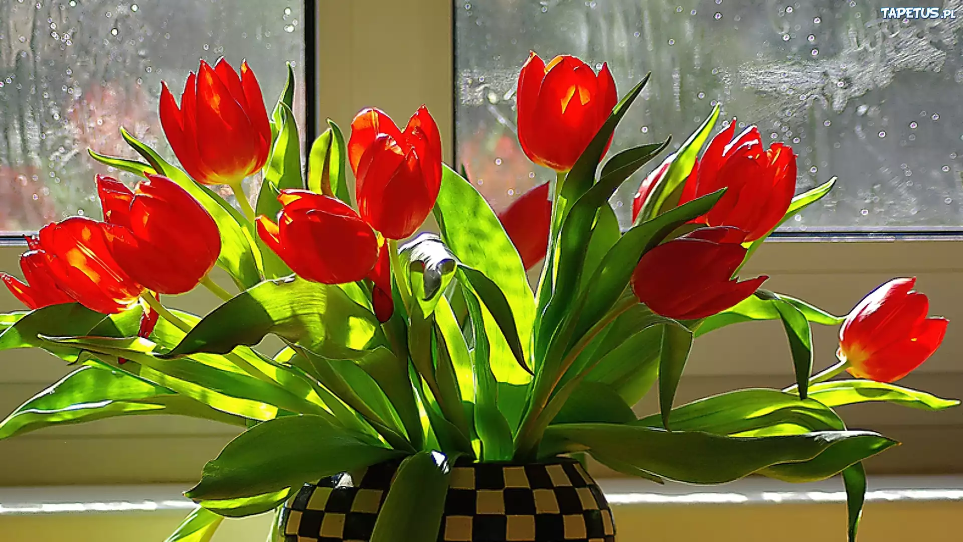 Okno, Bukiet, Tulipanów
