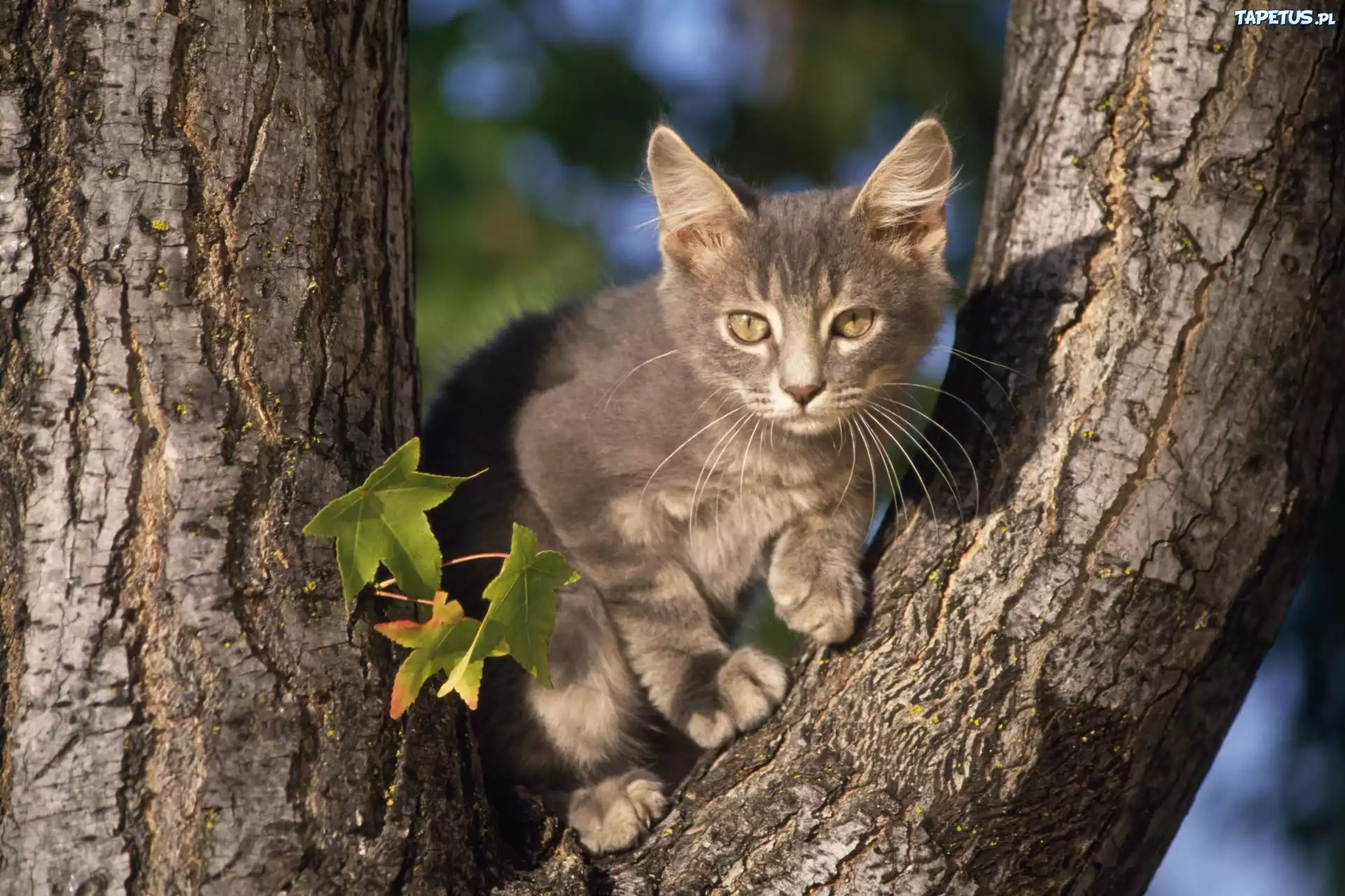 Картинки котов