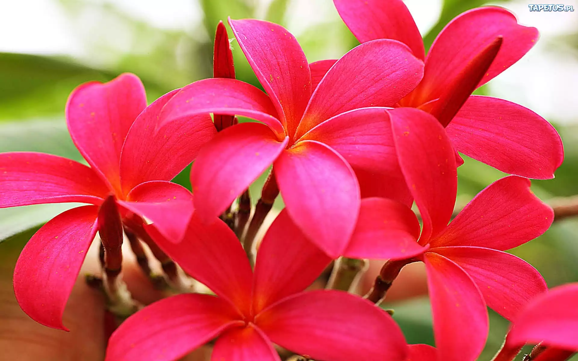 Różowa, Plumeria