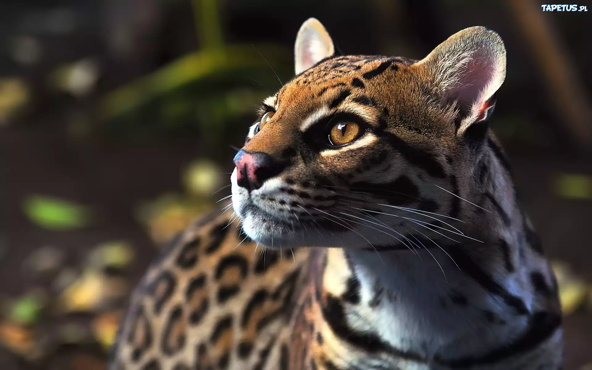 Dziki, Ocelot