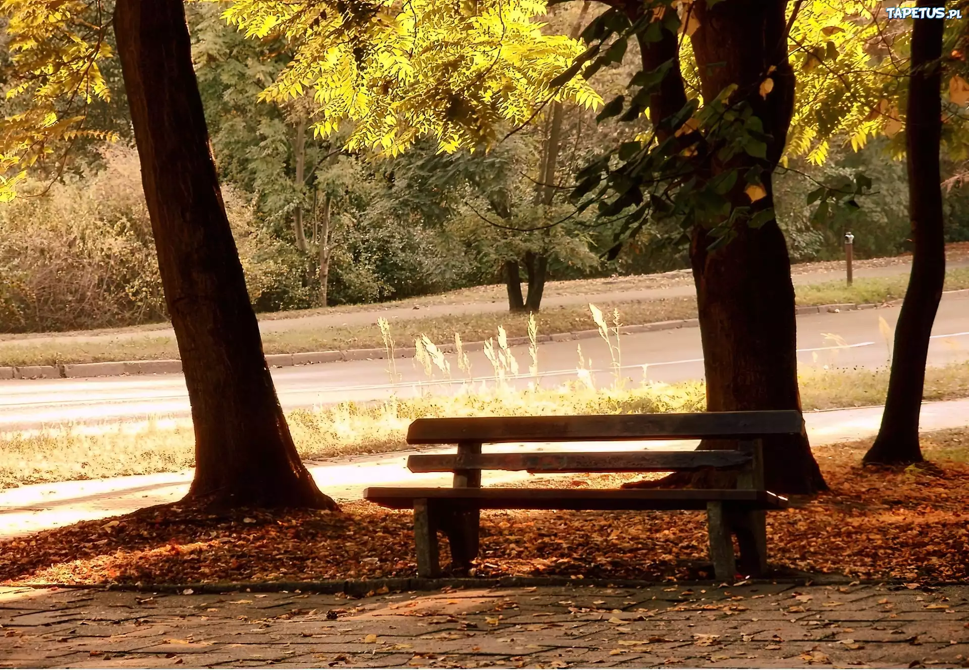 Park, Ławka, Drzewa, Liście