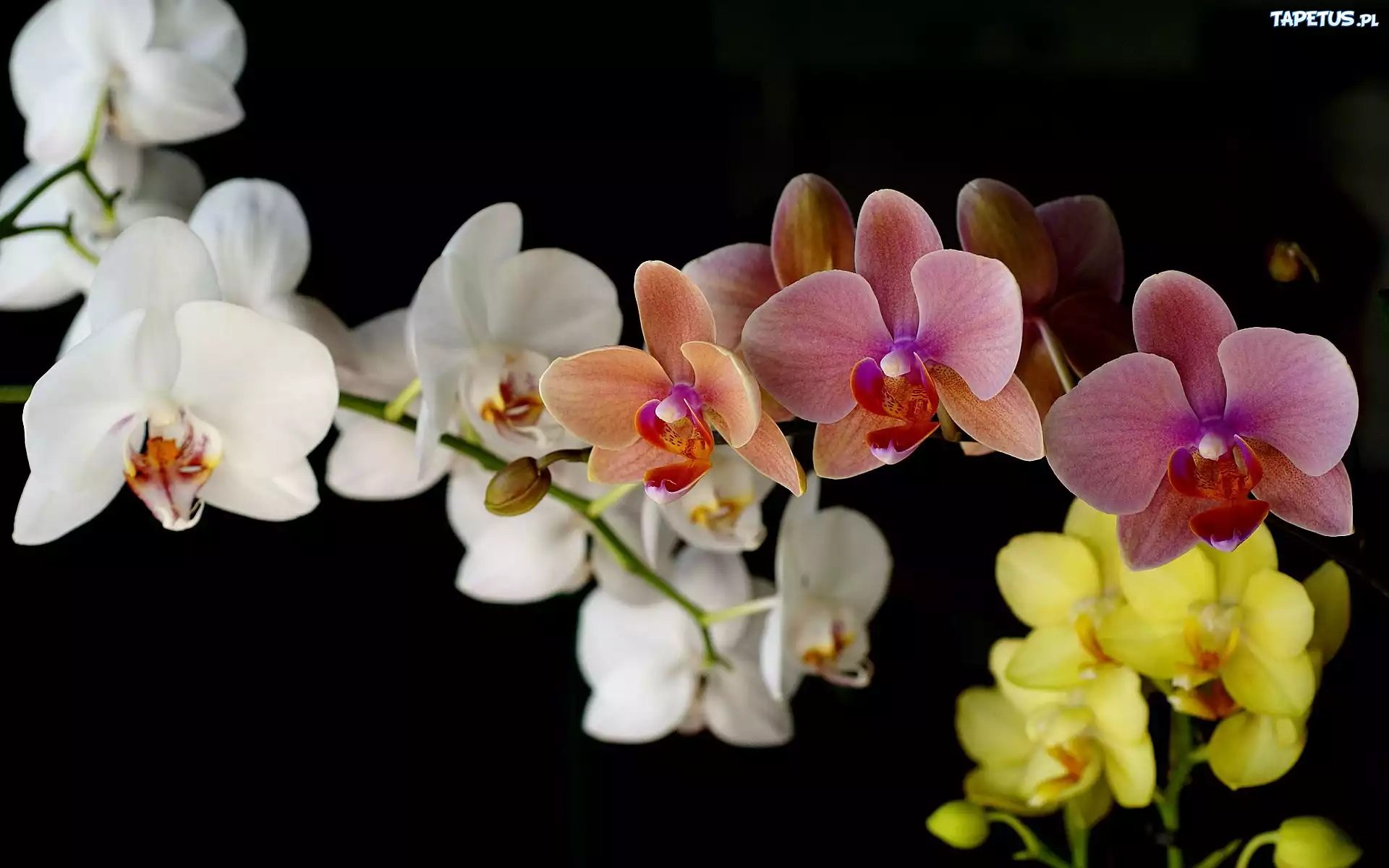 Kolorowa, Orchidea