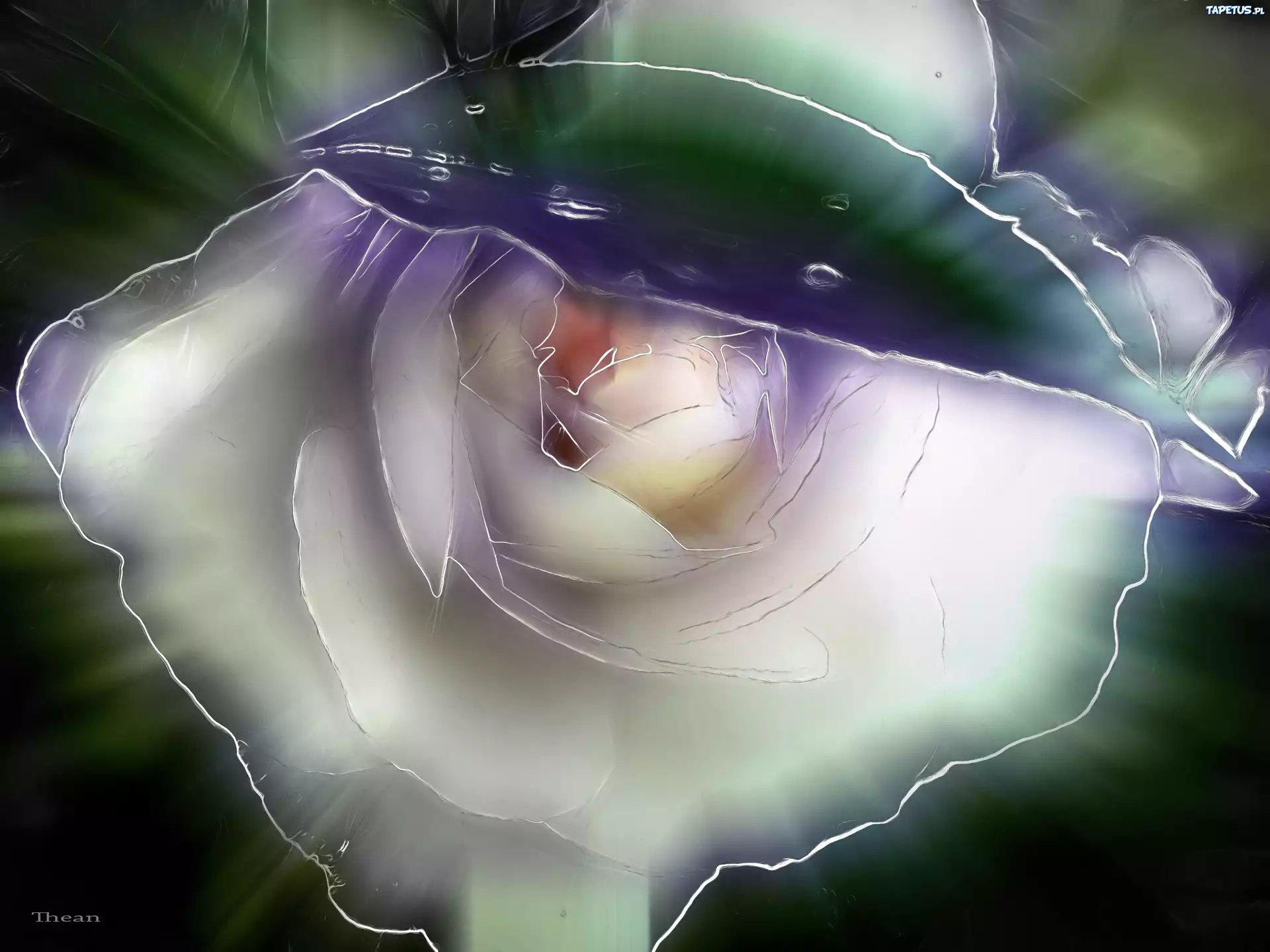 Róża, Fractalius