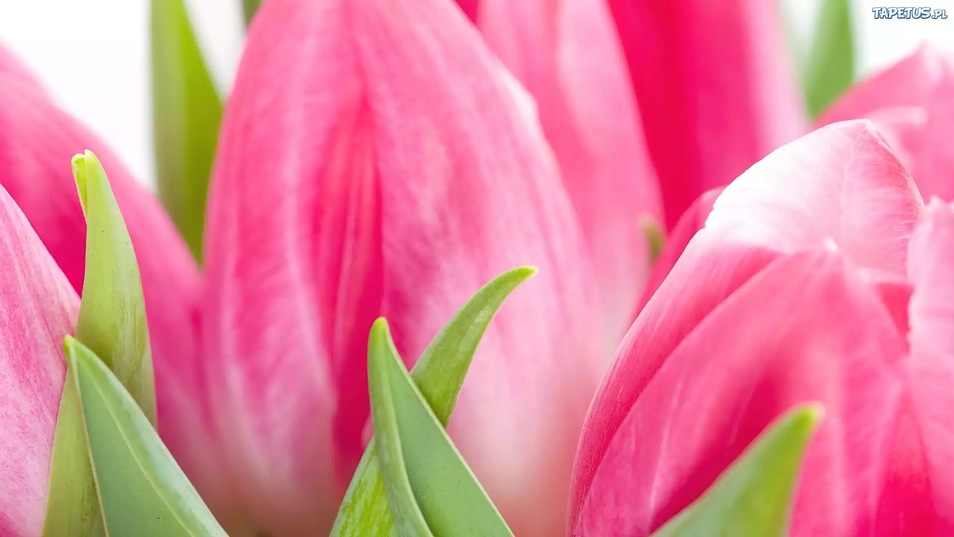 Różowe, Tulipany