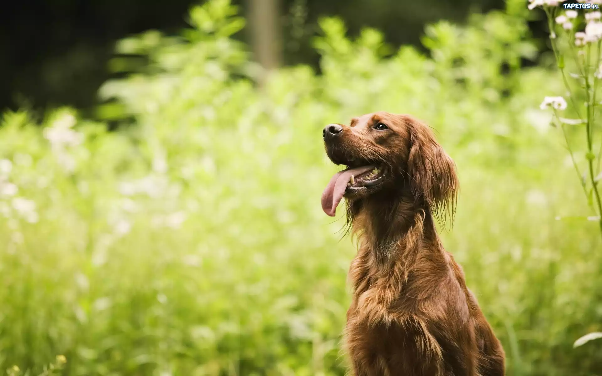 природа животные собака трава nature animals dog grass скачать